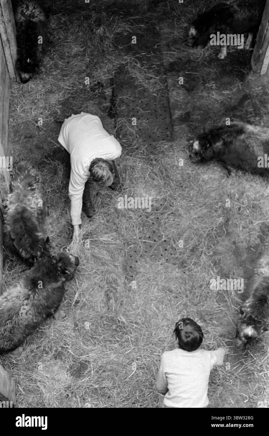 Aktuell 37 - 3 - 1969 : un navire sera chargé avec muskratsNorway le nouveau bétail est muskrats. Pour la première fois dans l'hémisphère oriental, l'élevage du rat musqué deviendra une source de revenus. La première ferme de rats musqués est située à Bardu à Troms. Norsk Moskus AS utilisera les animaux pour la production de laine. 25 veaux ont été capturés récemment au Groenland puis transportés en Norvège par bateau. Deux des employés d'Aktuell étaient présents lors de la capture - en tant que seul personnel de presse. Photo : Aage Storløkken / Aktuell / NTB ***PHOTO NON TRAITÉE*** *texte traduit automatiquement* Banque D'Images