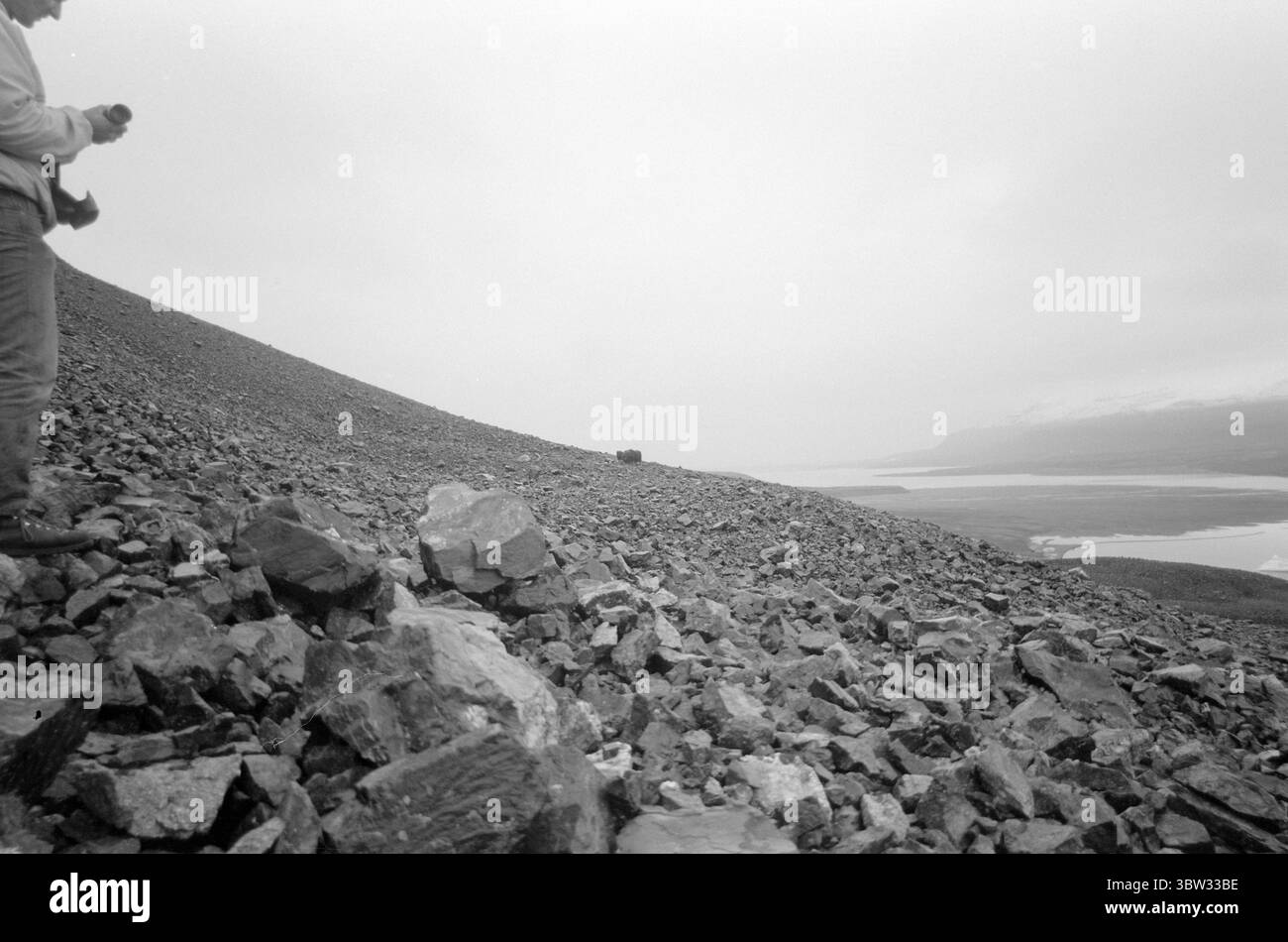 Aktuell 37 - 3 - 1969 : un navire sera chargé avec muskratsNorway le nouveau bétail est muskrats. Pour la première fois dans l'hémisphère oriental, l'élevage du rat musqué deviendra une source de revenus. La première ferme de rats musqués est située à Bardu à Troms. Norsk Moskus AS utilisera les animaux pour la production de laine. 25 veaux ont été capturés récemment au Groenland puis transportés en Norvège par bateau. Deux des employés d'Aktuell étaient présents lors de la capture - en tant que seul personnel de presse. Photo : Aage Storløkken / Aktuell / NTB ***PHOTO NON TRAITÉE*** *texte traduit automatiquement* Banque D'Images