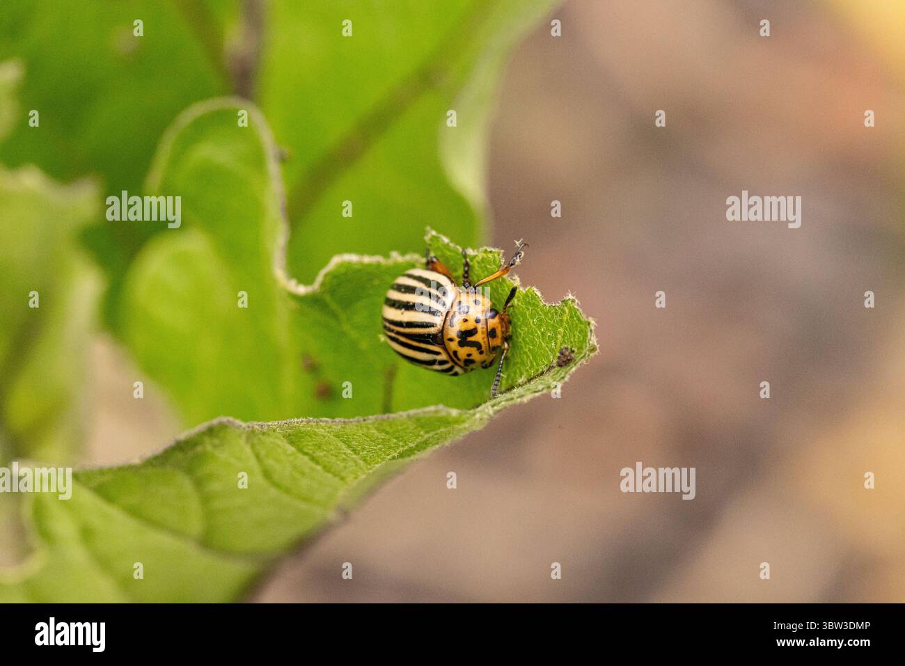Coléoptère de la pomme de terre du Colorado mangeant des feuilles de pomme de terre dans les champs cultivés Banque D'Images