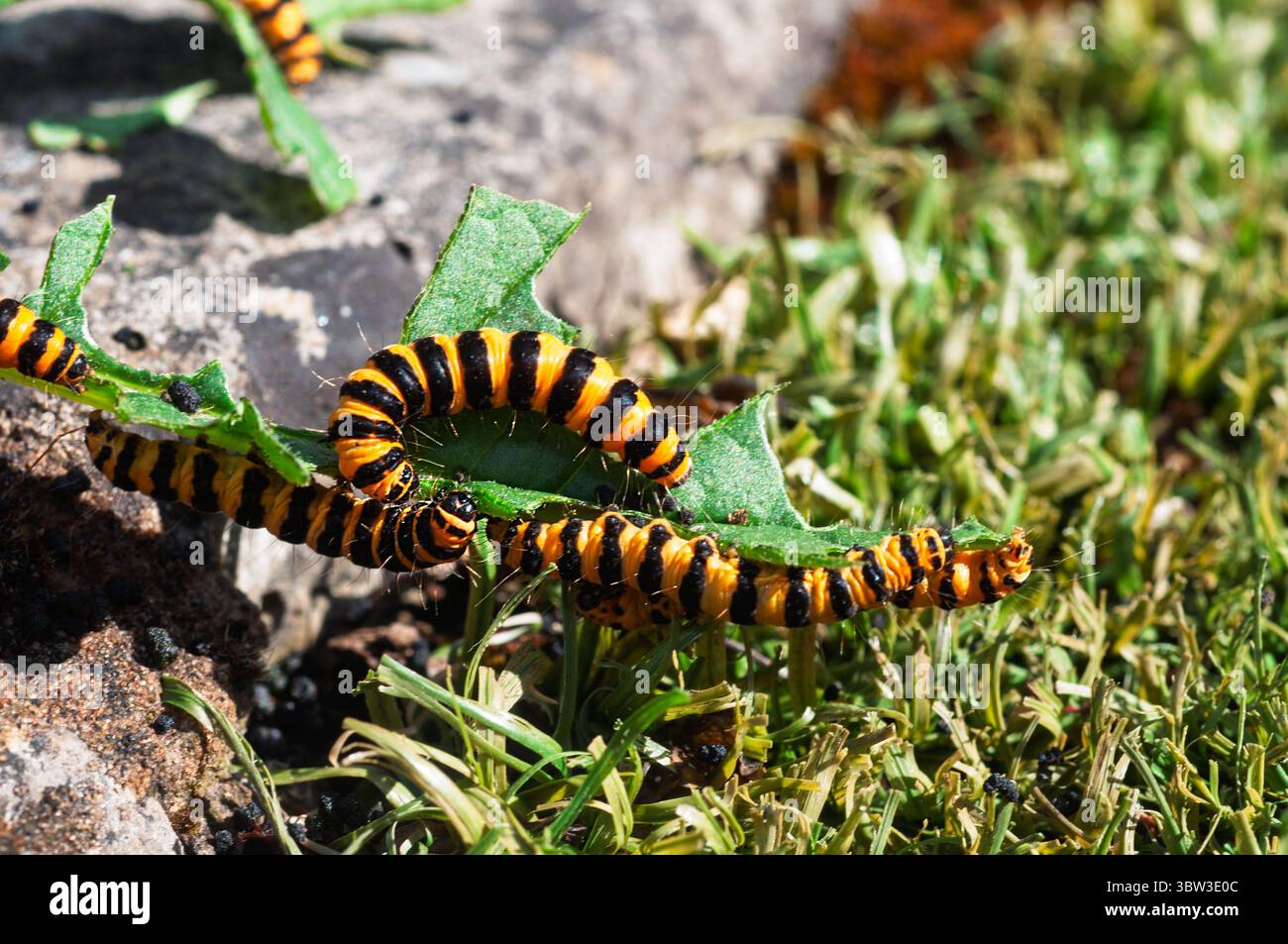 Les chenilles cinabres sont facilement identifiables par leurs corps rayés noirs et jaunes, une coloration qui avertit les prédateurs de leur toxicité. Banque D'Images