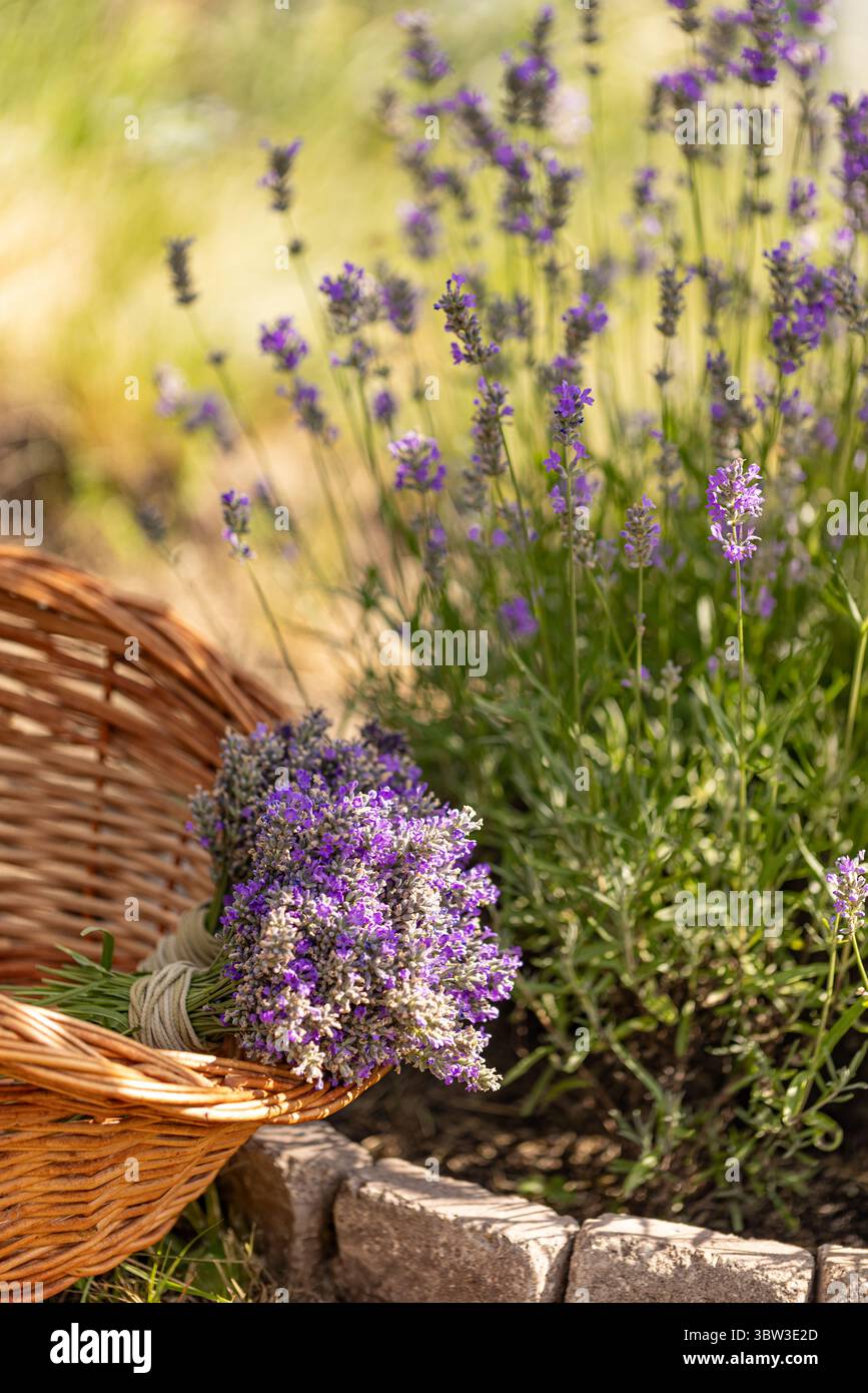 Bouquet de lavande fraîchement récolté reposant sur un panier en osier dans un jardin fleuri Banque D'Images
