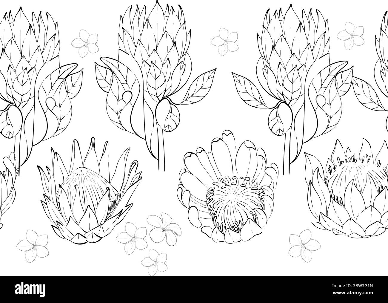 Vector simple bordure d'été sans couture, motif. Fleurs tropicales protéas et ornement plumeria. Graphique dessiné à la main. Silhouette de circuit noir Illustration de Vecteur