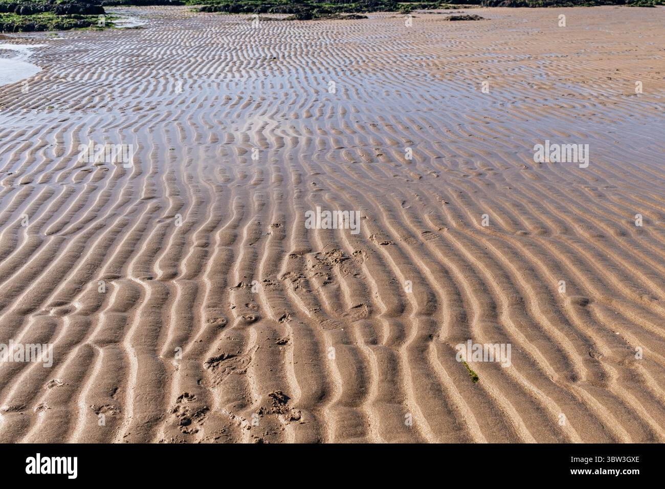 La marée reculée laisse des taches d'ondulation dans le sable à Birling Gap, East Sussex, Angleterre. Banque D'Images