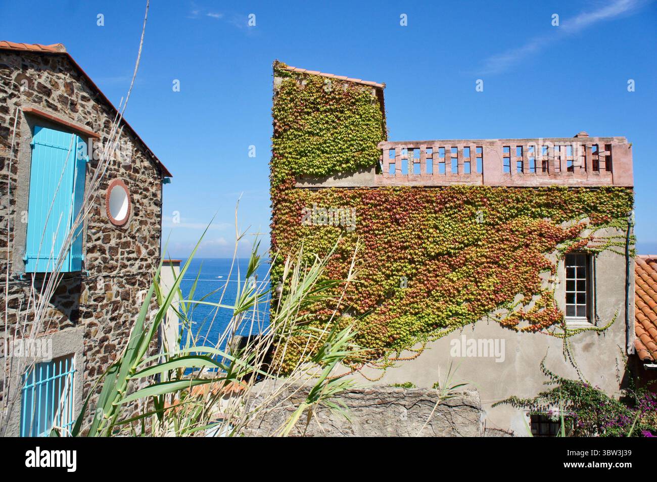 Maisons en pierre avec façade couverte de vignes et vue sur la mer, Collioure, France Banque D'Images