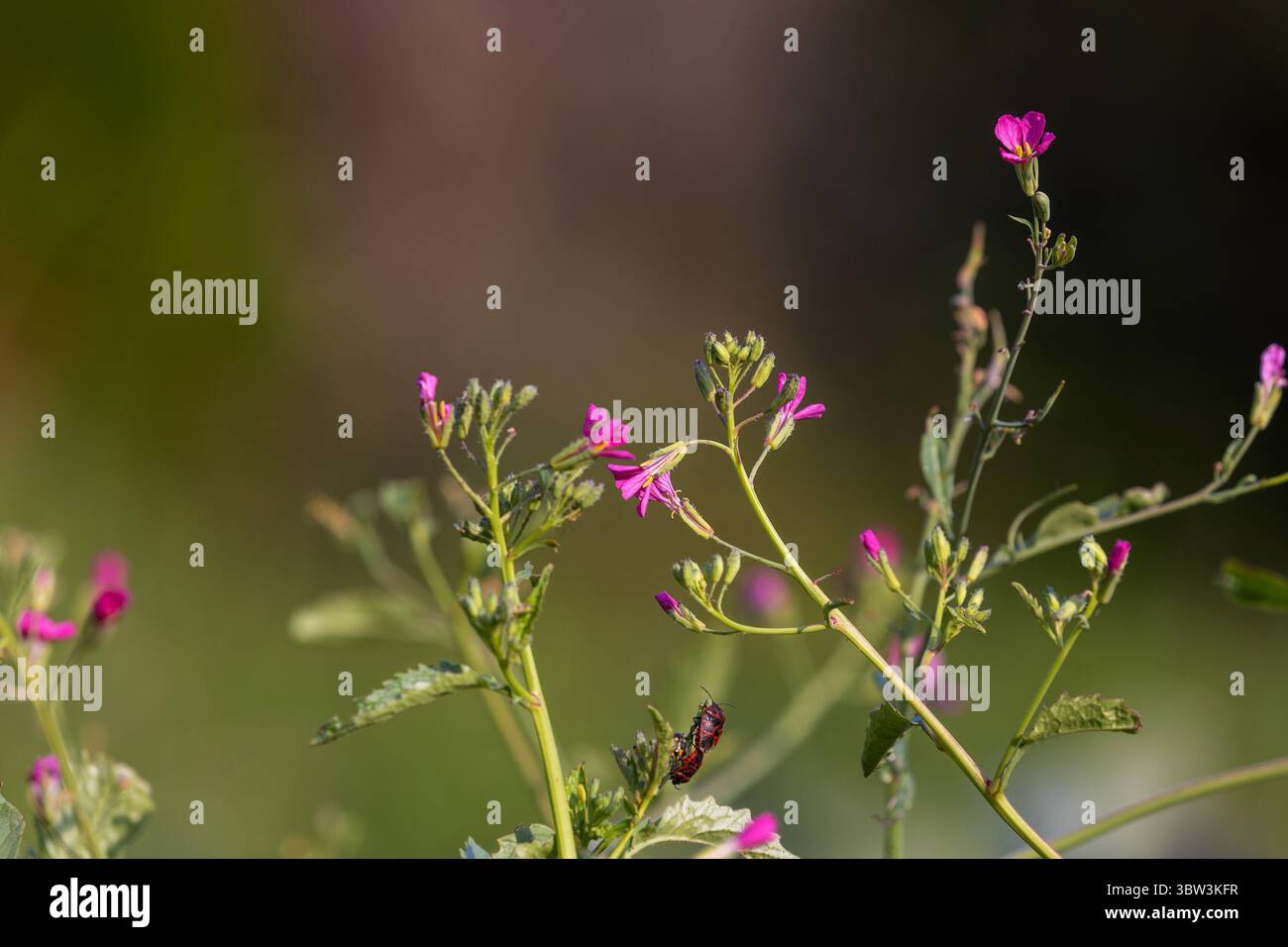 Radis daikon (Raphanus sativus var. Longipinnatus) Fleur en fleurs – gros plan sur le jardin Banque D'Images