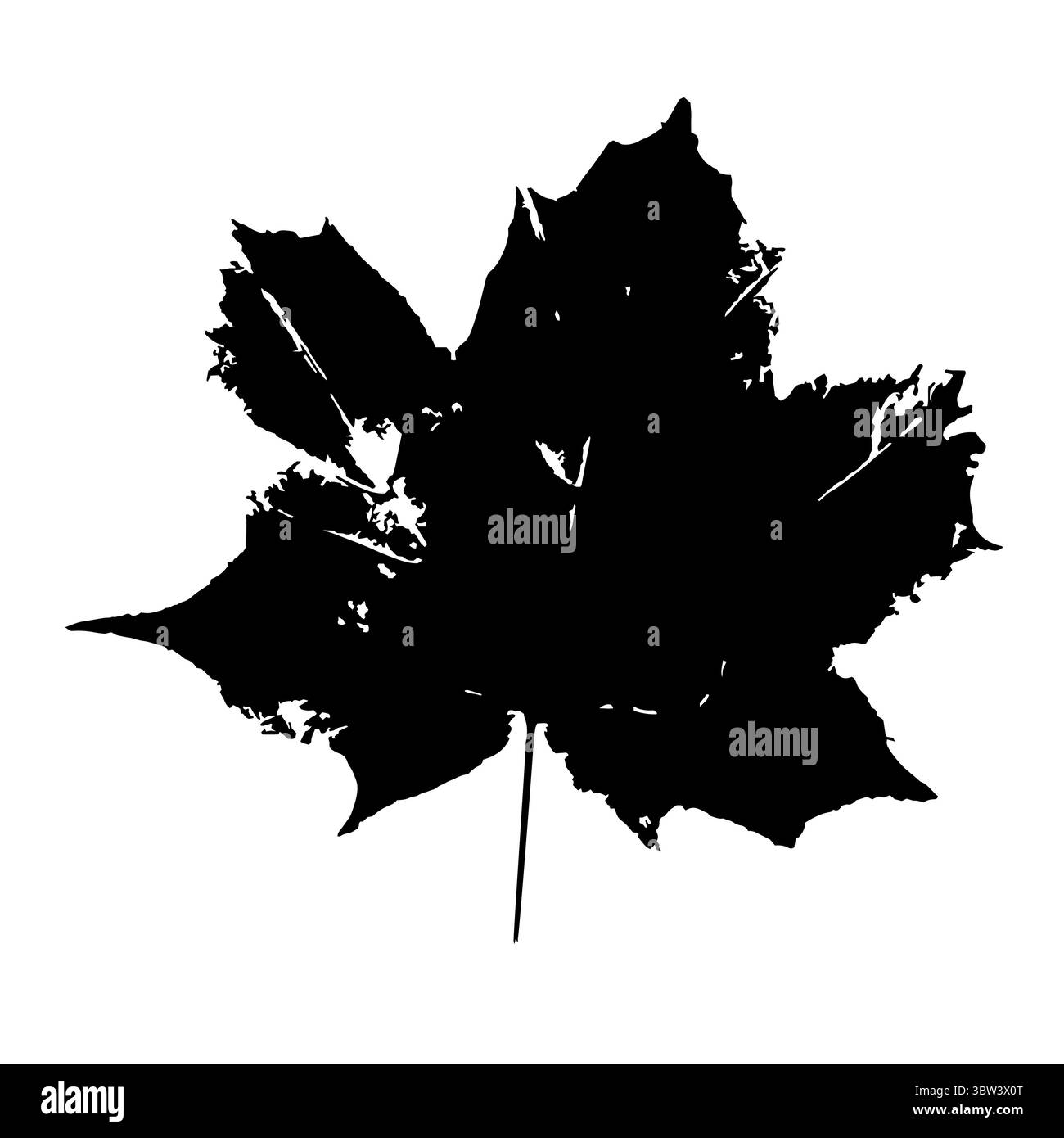 Timbre à feuilles encreuses. Empreinte de feuille d'érable noire. Imprimé herbier isolé sur blanc. Modèle vectoriel pour vos conceptions créatives Illustration de Vecteur