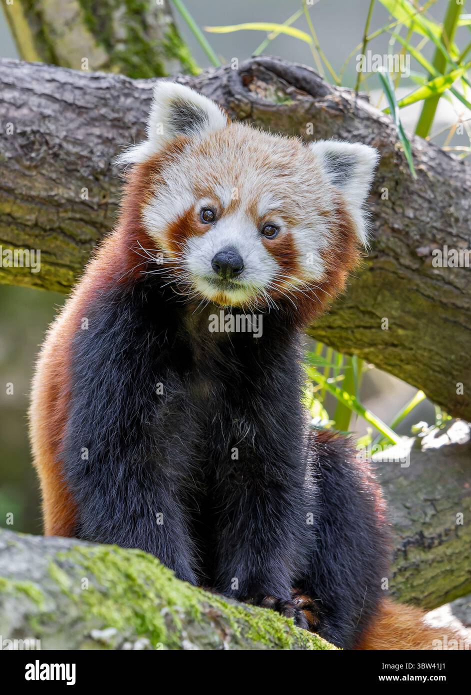 Vue frontale rapprochée d'un panda rouge (Ailurus fulgens) Banque D'Images