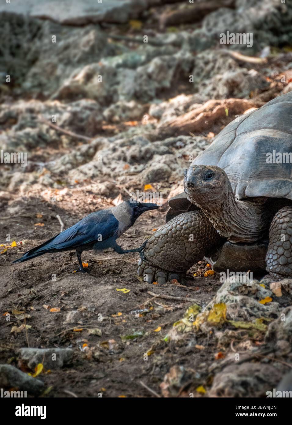 tortue dans un sanctuaire sur prison Island, Zanzibar Banque D'Images