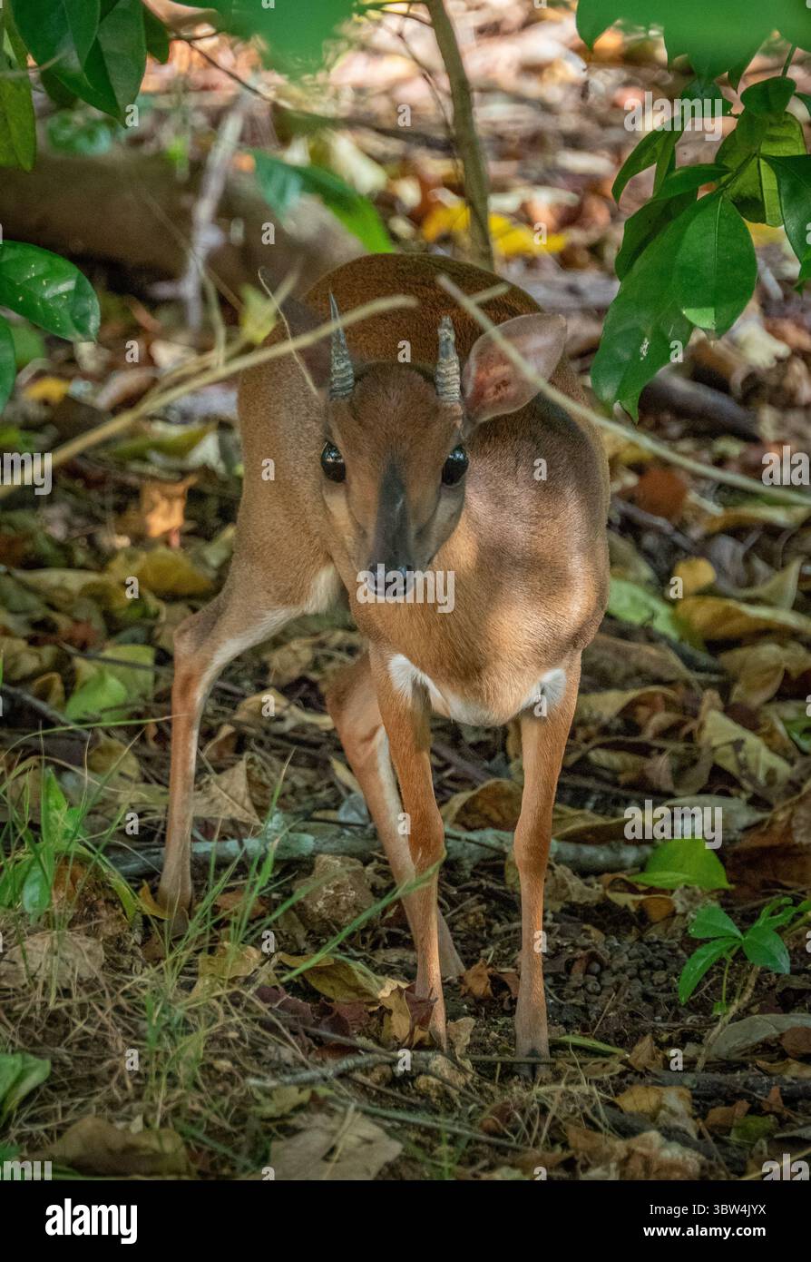 Cute suni, une petite antilope de la famille des Bovidae sur prison Island à Zanzibar, Tanzanie Banque D'Images
