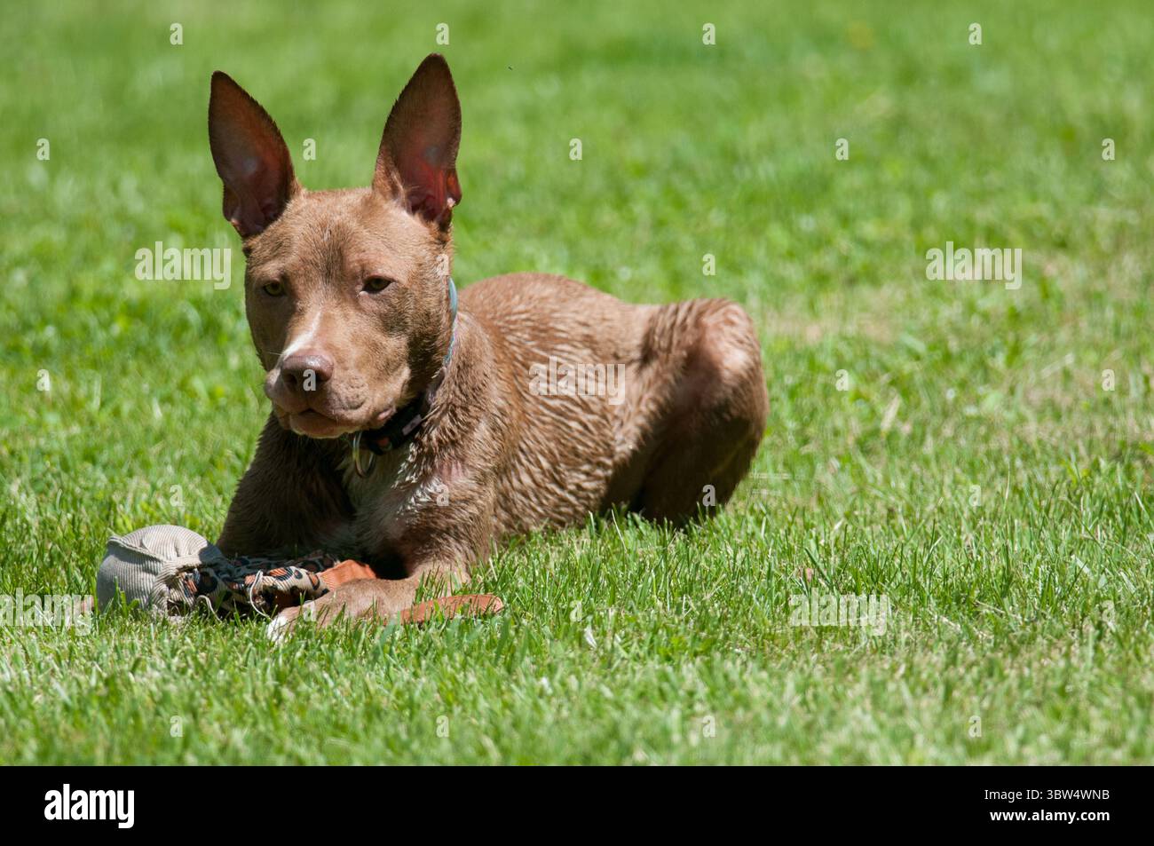 Chien mignon avec de grandes oreilles couchées dans la cour avec un jouet Banque D'Images