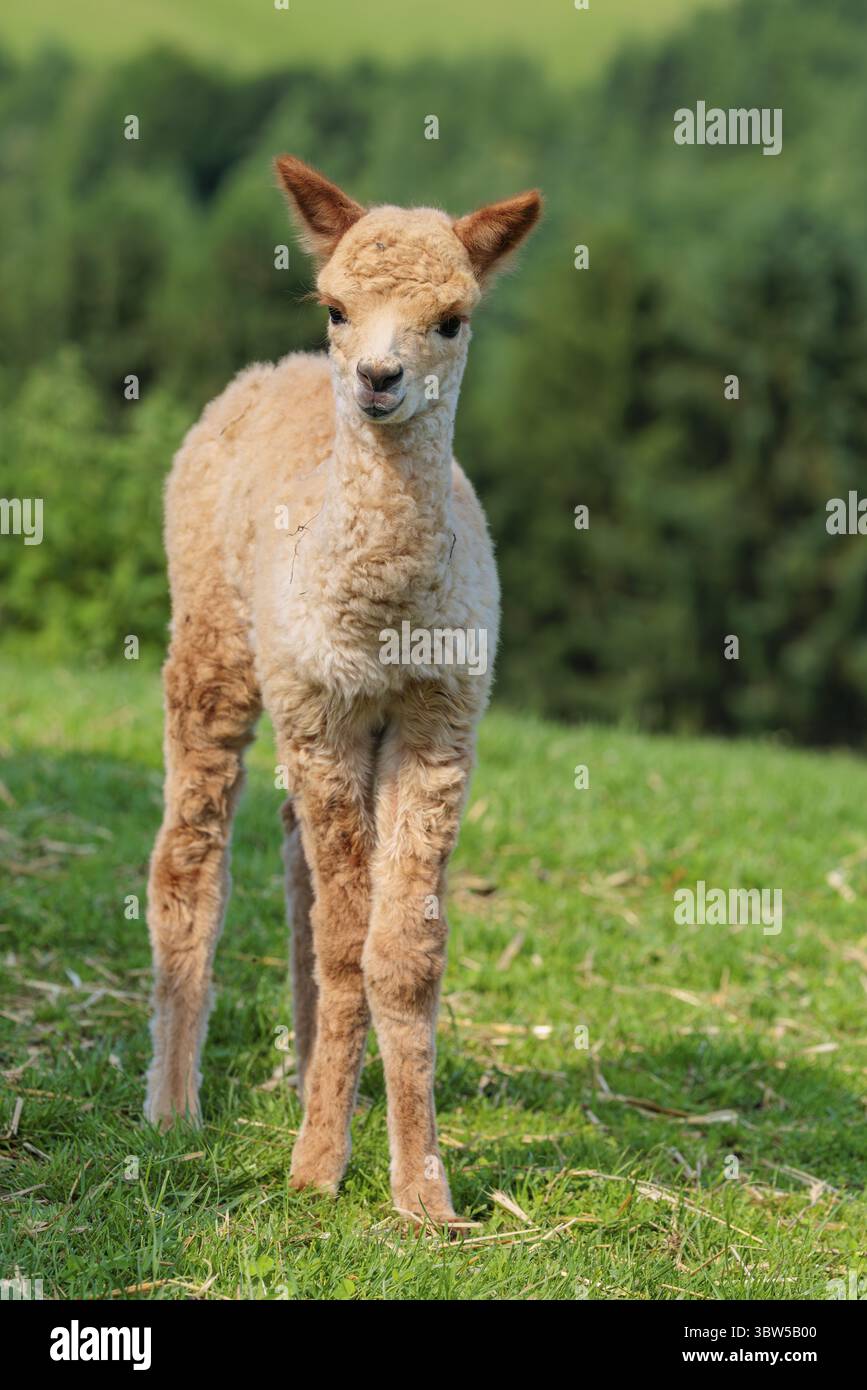 Un alpaga blanc nouvellement né (Pacos Vicugna) se dresse dans une prairie verte par une journée ensoleillée. Une forêt verte peut être vue en arrière-plan Banque D'Images