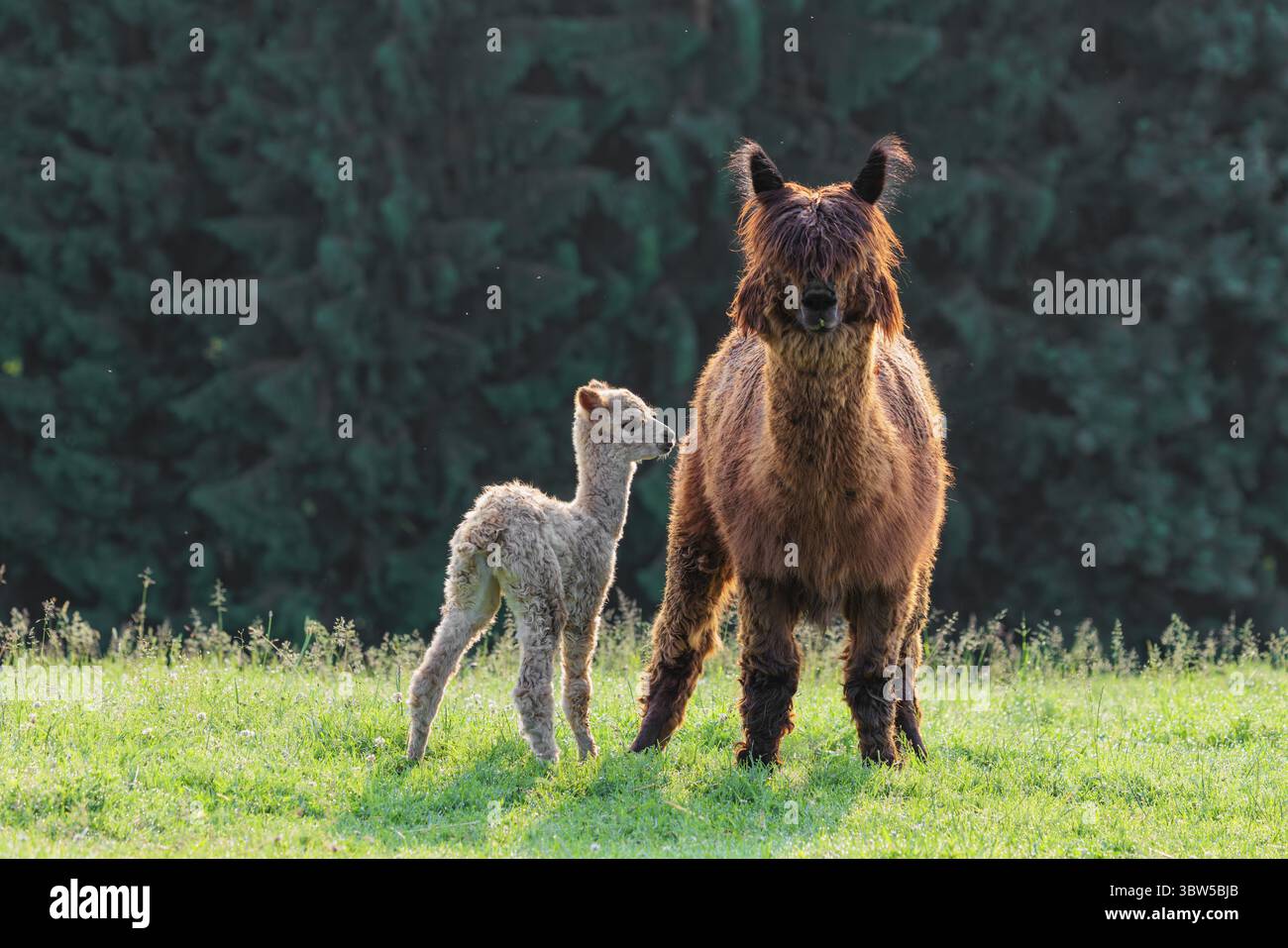 Un alpaga blanc nouvellement né (Pacos Vicugna) se tient à côté de sa mère brune sur une prairie verte en terrain vallonné. Contre-jour devant une forêt sombre en t Banque D'Images