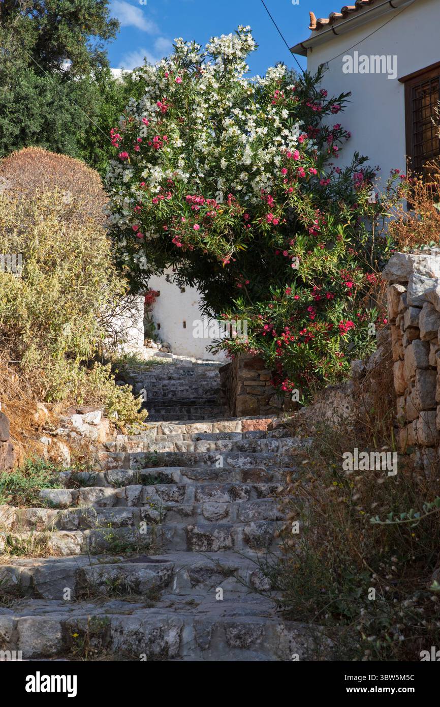 Marches raides avec arche colorée de laurier rose dans la vieille ville, Hydra, îles Saroniques, îles grecques, Grèce, Europe Banque D'Images