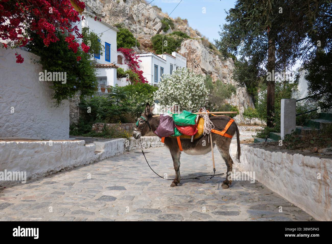 Âne utilisé pour le transport de marchandises sur la rue pavée étroite bordée de maisons blanchies à la chaux, Hydra, Îles Saroniques, Îles grecques, Grèce, Europe Banque D'Images