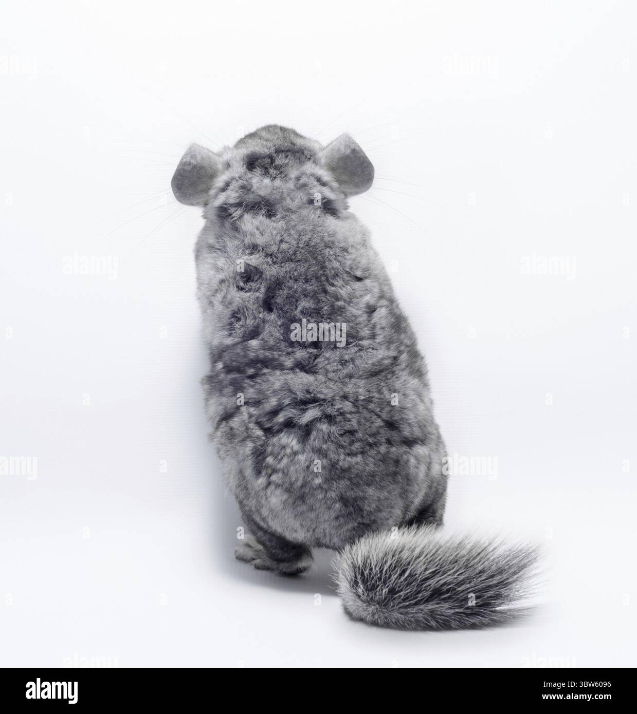 Chinchilla moelleux gris gros plan isolé sur fond blanc vue arrière Banque D'Images