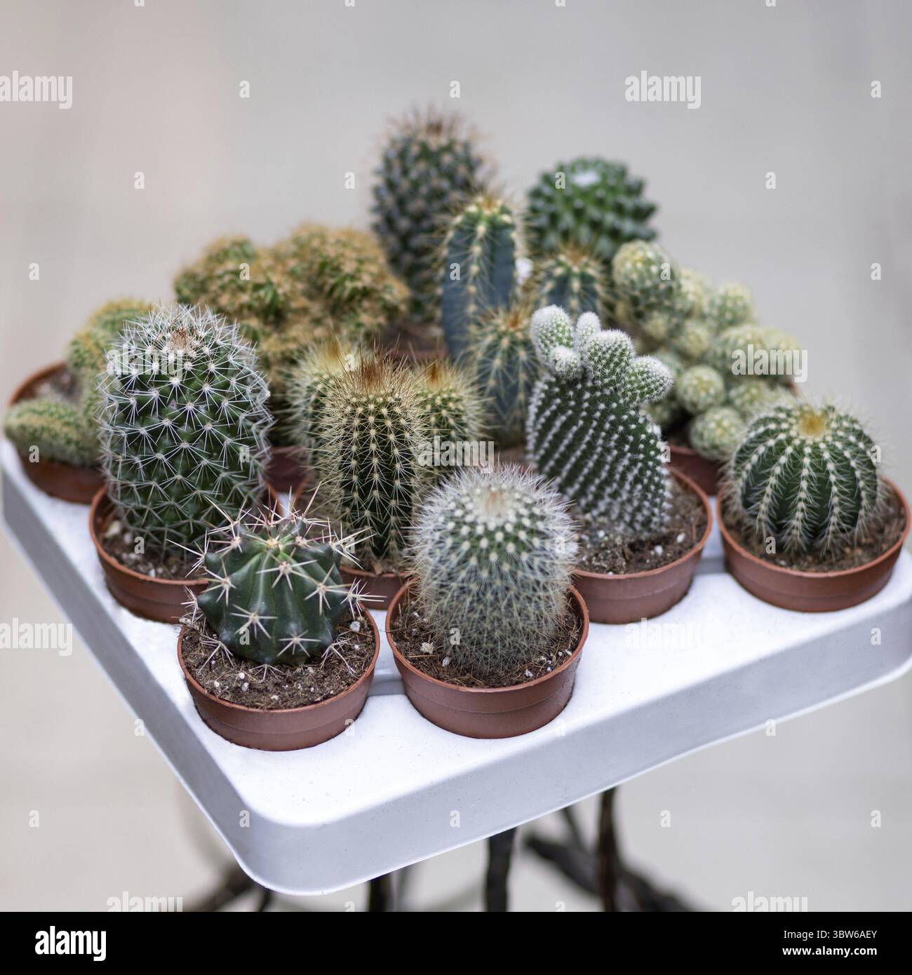 Différents cactus sur la plaque blanche Banque D'Images