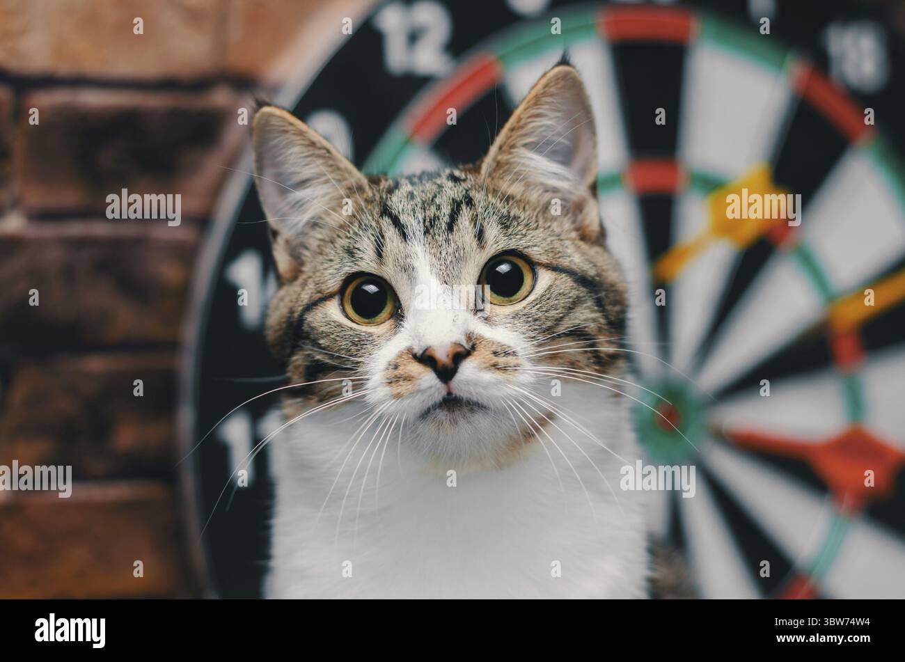 Portrait d'un chaton tabby sur le fond d'un cercle de fléchettes Banque D'Images Portrait d'un chaton tabby sur le fond d'un cercle de fléchettes Banque D'Images