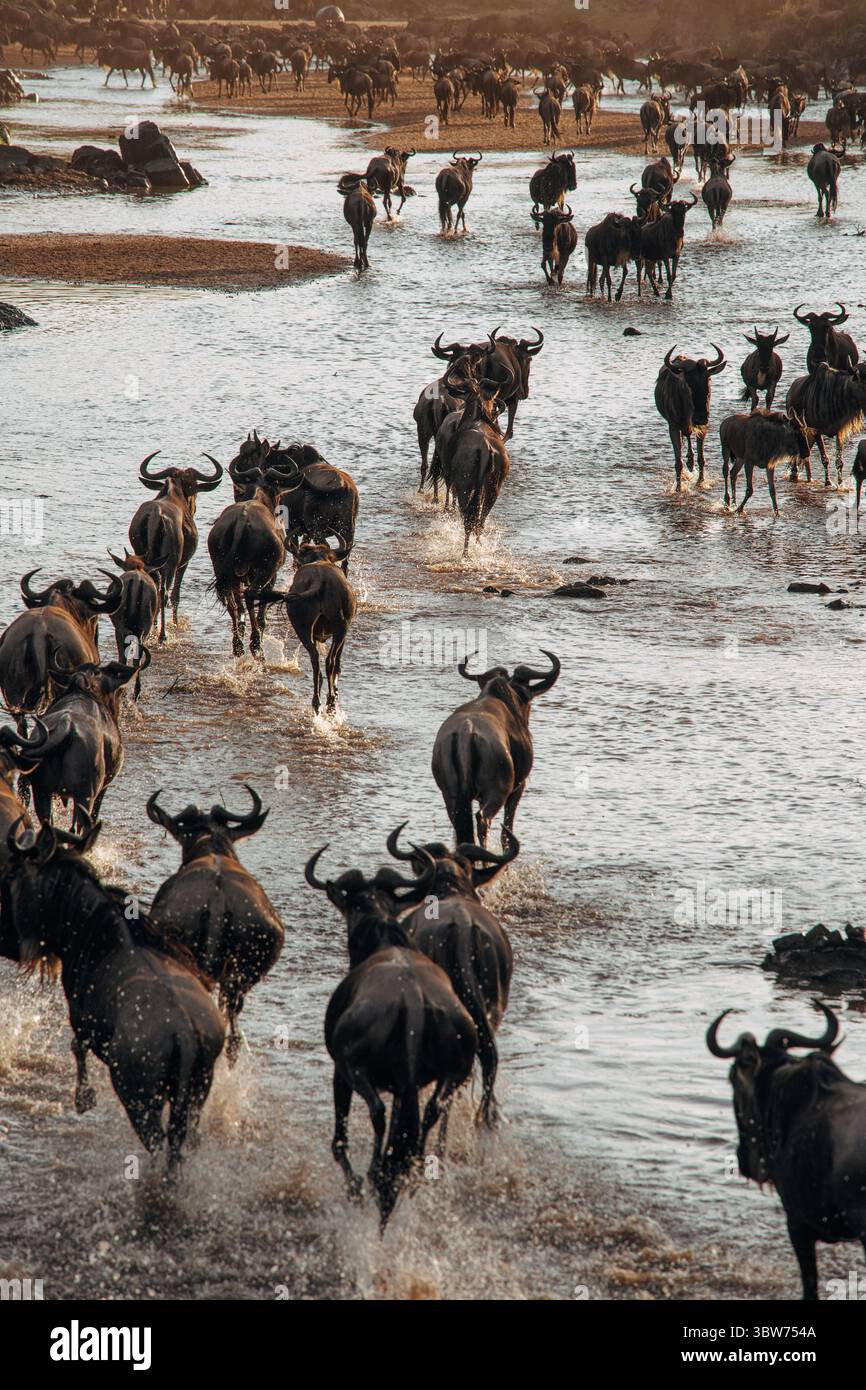 Gros plan d'un troupeau de gnous traversant une rivière au lever du soleil dans le parc national du Serengeti, en Tanzanie, pendant la spectaculaire Grande migration annuelle. Banque D'Images