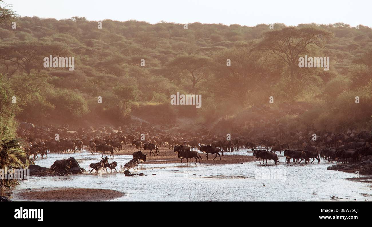 Un troupeau de gnous traversant une rivière au lever du soleil dans le parc national du Serengeti, en Tanzanie, pendant la spectaculaire Grande migration annuelle. Banque D'Images