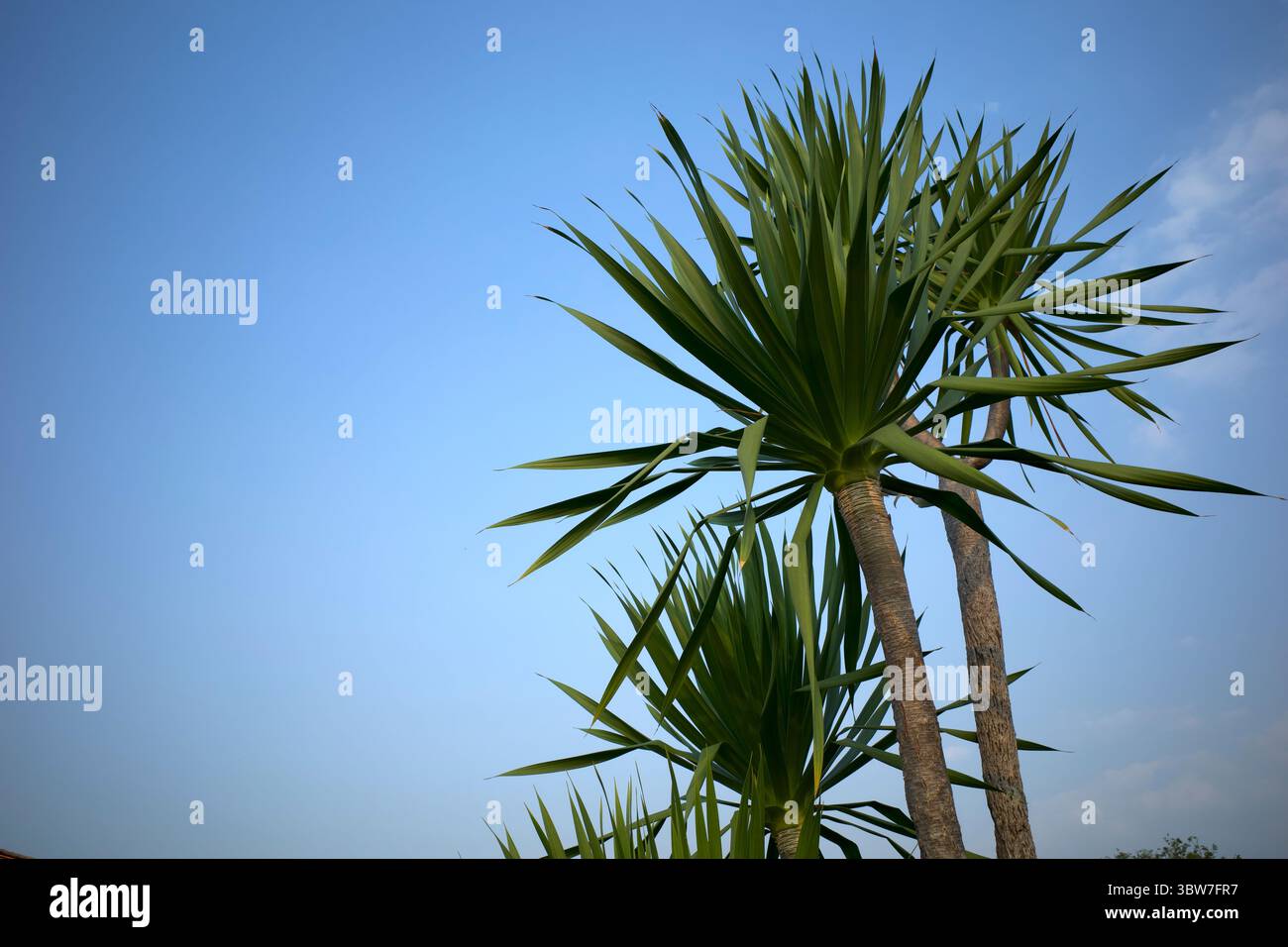 Pandan Bali, Cordyline australis, communément connu sous le nom de chou, chou néo-zélandais avec fond de ciel bleu. Banque D'Images