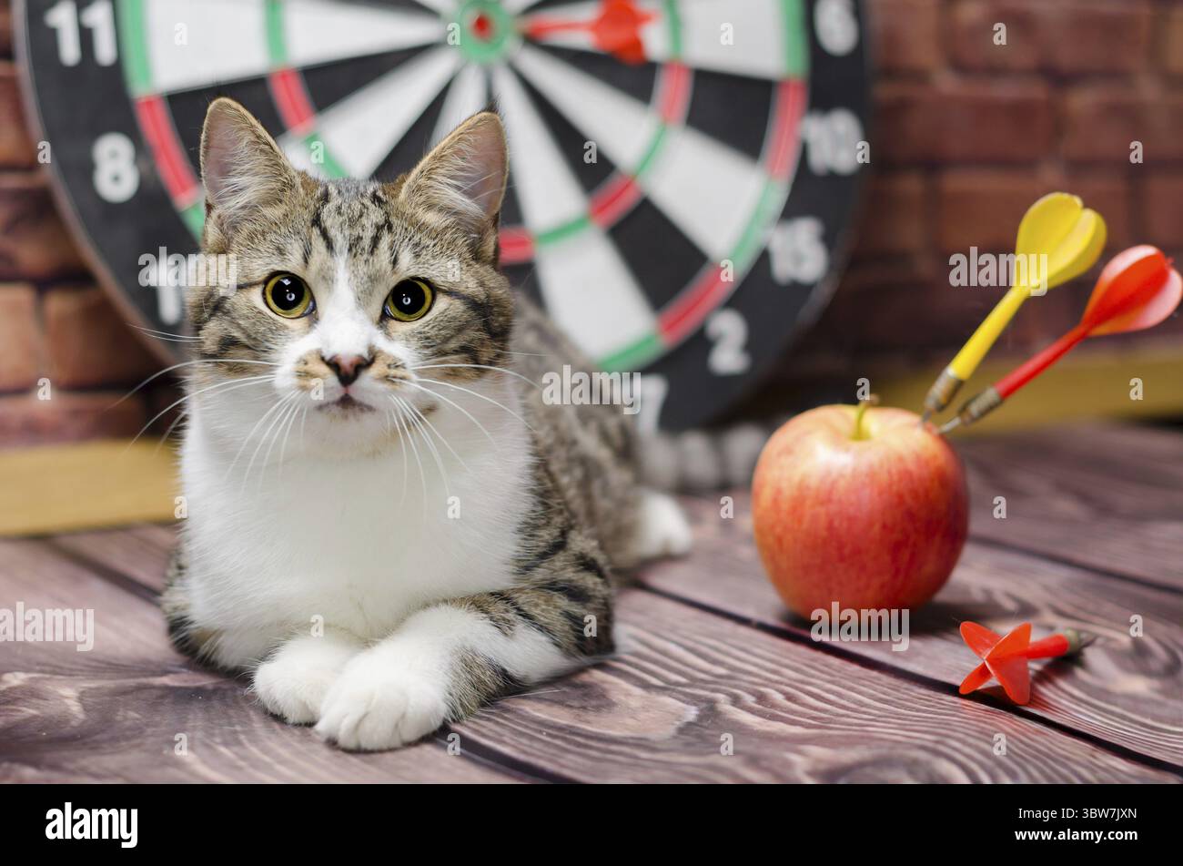Portrait d'un chaton tabby sur le fond d'un cercle de fléchettes Banque D'Images Portrait d'un chaton tabby sur le fond d'un cercle de fléchettes Banque D'Images