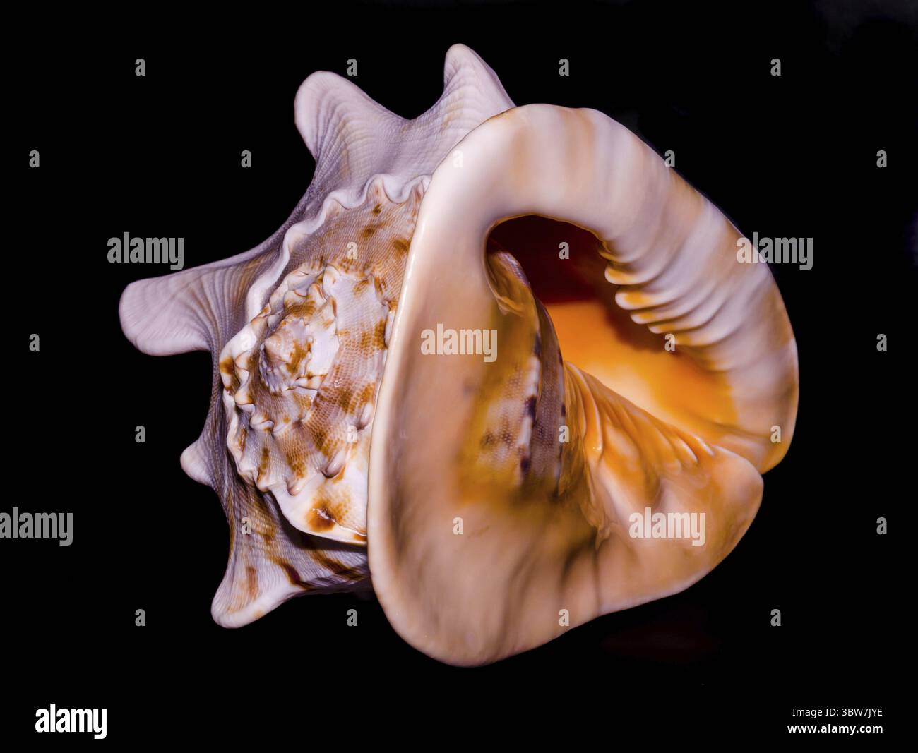 Grande coquille océanique orange entièrement sur fond noir Banque D'Images