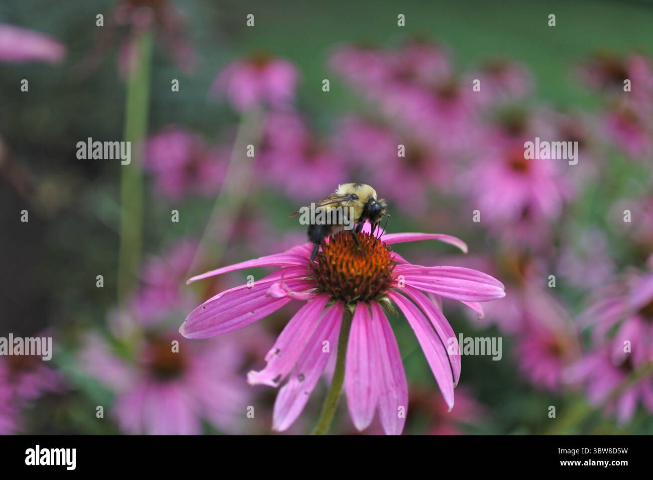 Bumble Bee sur Coneflower Banque D'Images