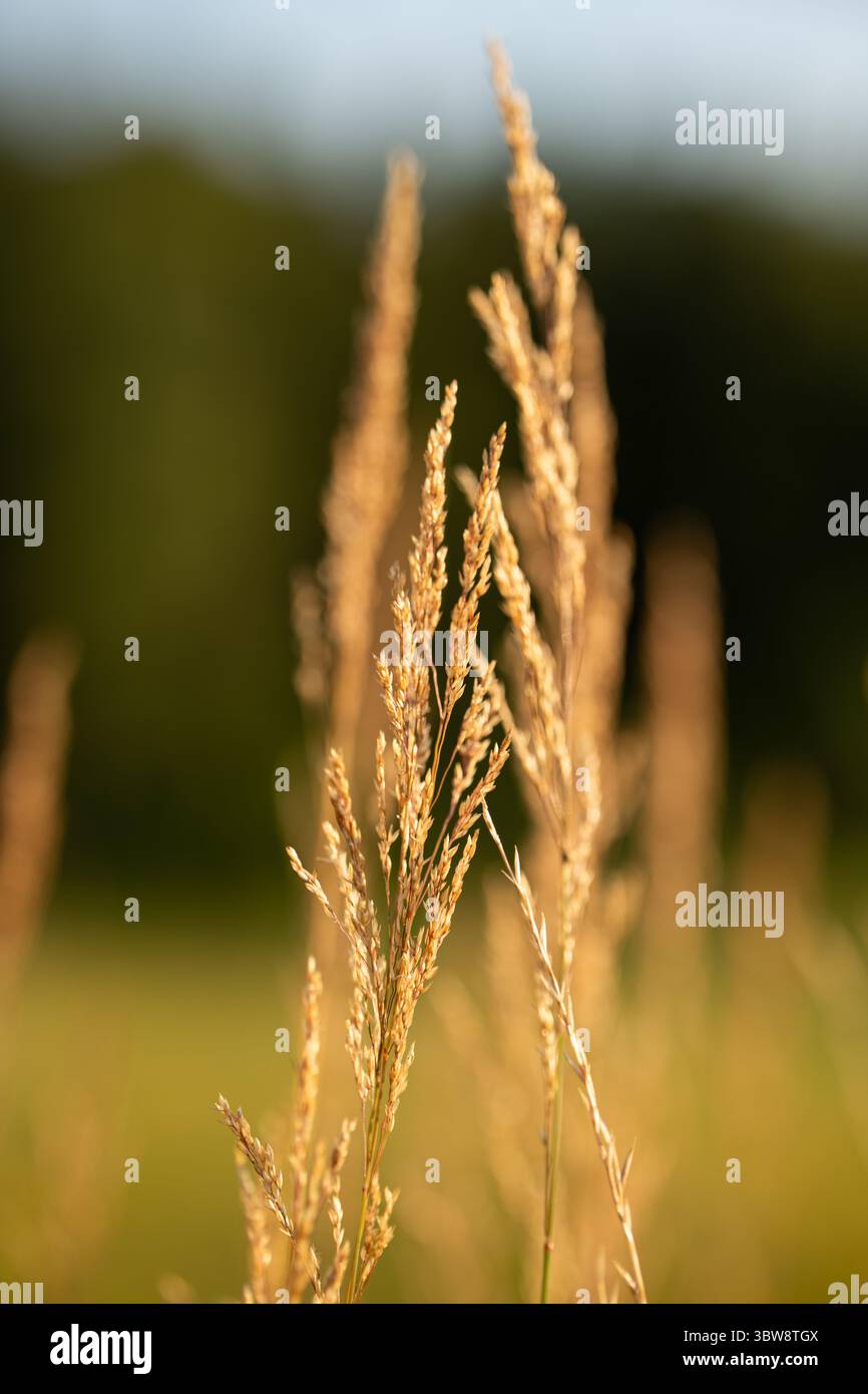 Inflorescence d'oreille à petit roseau en bois ou Calamagrostis epigejos dans un pré au coucher du soleil. Gros plan, pas de gens Banque D'Images