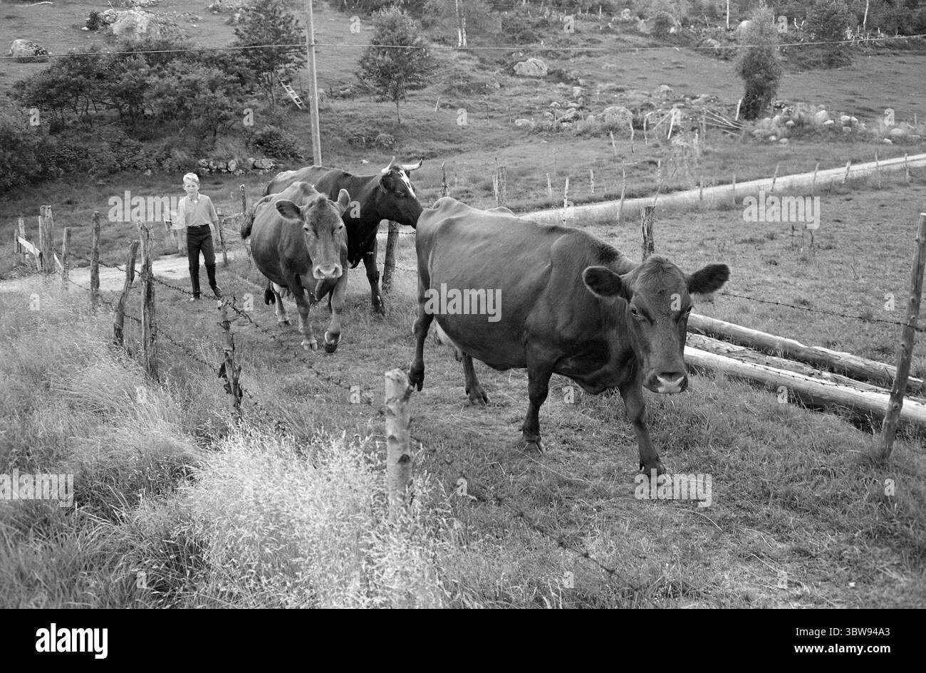 Current 36-8-1971 : beaucoup de fers dans le feu. Nerstøl est une petite ferme de santé à Vest-Agder, que la fille excédentaire Borghild Werdal dirige avec enthousiasme et enthousiasme. Photo : Ivar Aaserud / Aktuell / NTB ***la photo n'est pas traitée*** Banque D'Images