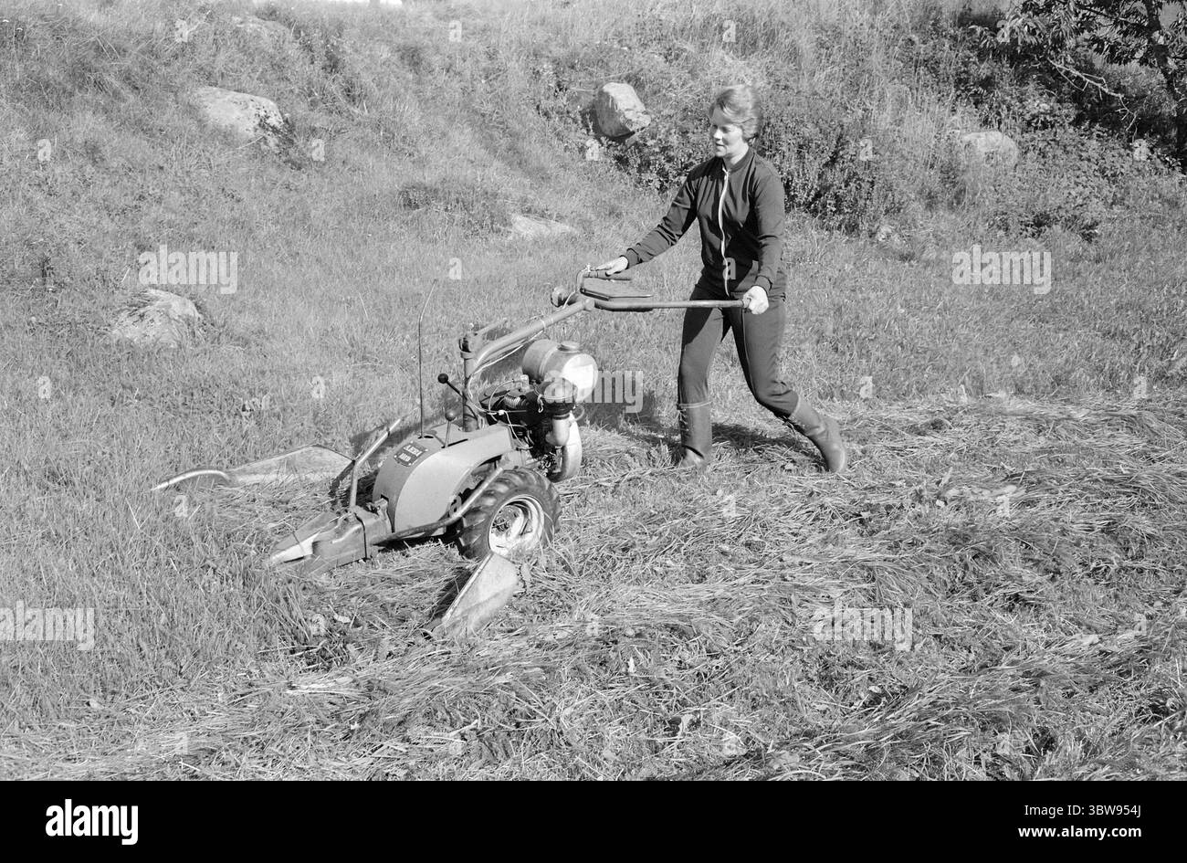 Current 36-8-1971 : beaucoup de fers dans le feu. Nerstøl est une petite ferme de santé à Vest-Agder, que la fille excédentaire Borghild Werdal dirige avec enthousiasme et enthousiasme. Ici, avec un tracteur portatif à deux roues.photo : Ivar Aaserud / Aktuell / NTB ***la photo n'est pas traitée*** Banque D'Images
