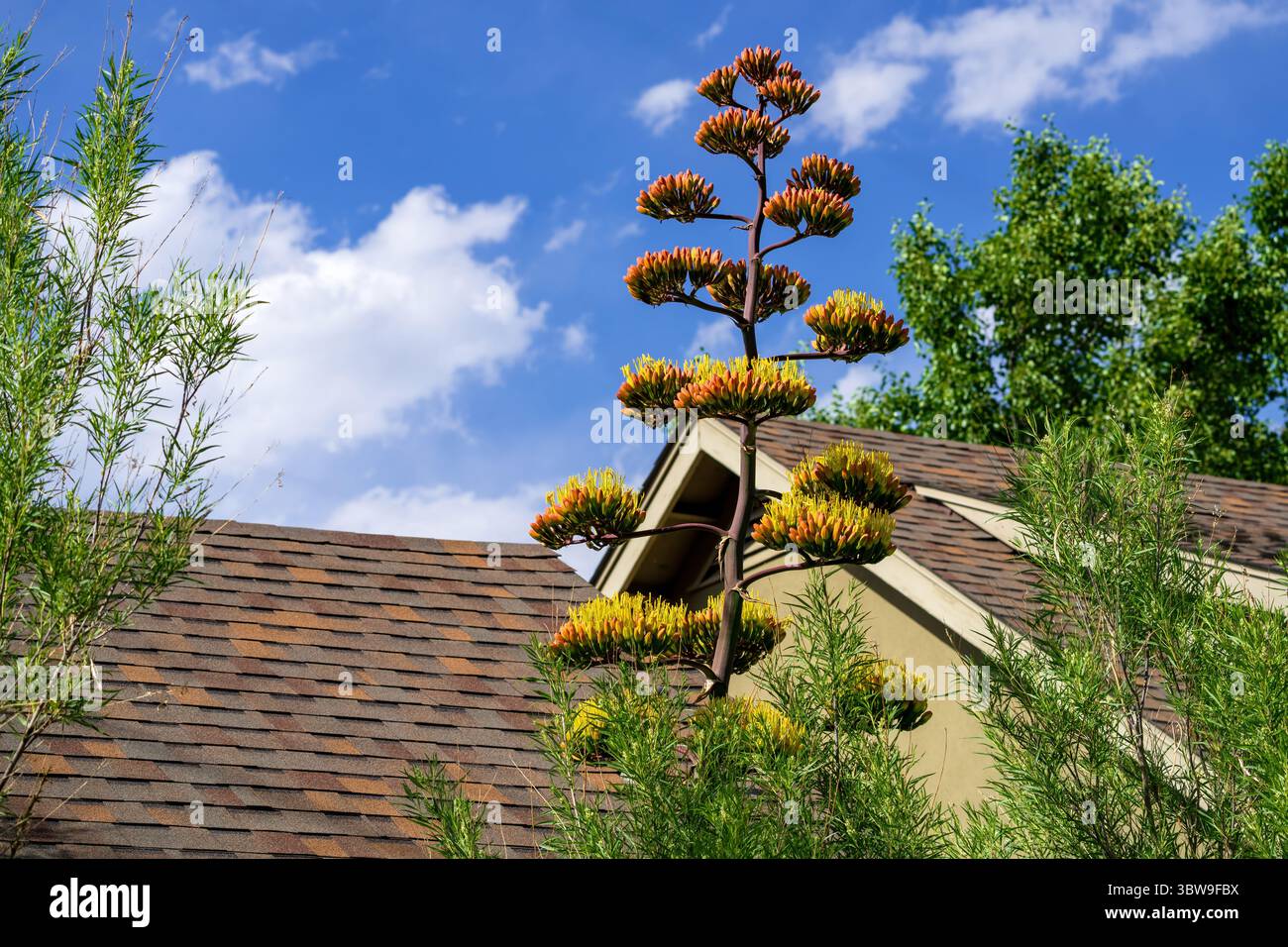 Une plante Agave havardiana, connue sous le nom de Century Plant de Harvard, pousse haute et commence à fleurir lorsqu'elle atteint le toit en été. Banque D'Images