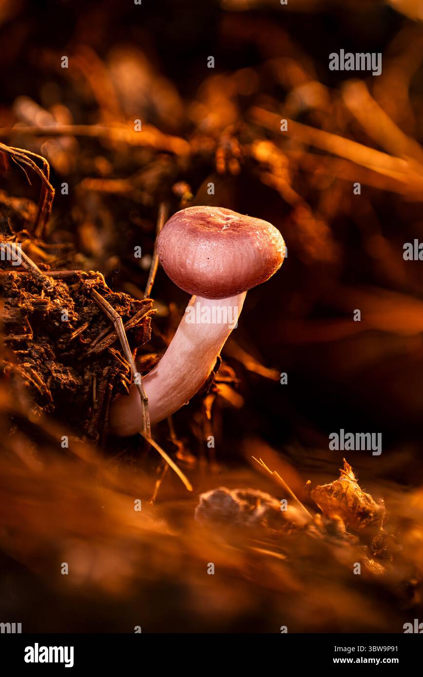 Macro-angle bas d'un champignon rose sur le sol de la forêt avec flou doux. Idéal pour les visuels scientifiques, les textures de la nature, les infographies de biologie Banque D'Images