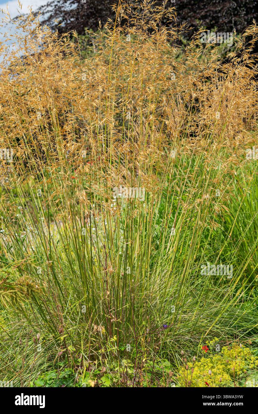 Stipa gigantea plante avec des feuilles vertes persistantes et de grandes panicules de fleurs ressemblant à l'avoine se transformant en une couleur dorée en automne, communément appelée Golden Banque D'Images