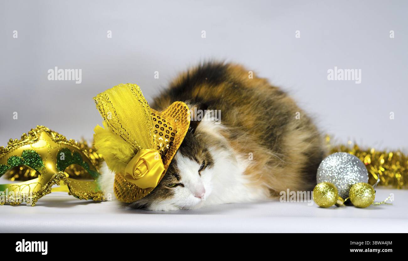 Chat méchant dans un chapeau de carnaval jaune avec un noeud de paillettes et une plume à côté d'un masque et des boules de Noël Banque D'Images