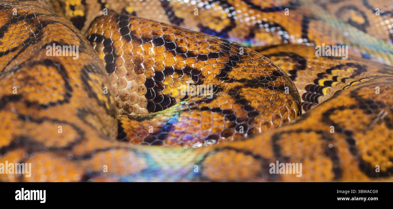 Anaconda jaune vif de la peau de serpent boa résumé motif texturé spoted Banque D'Images