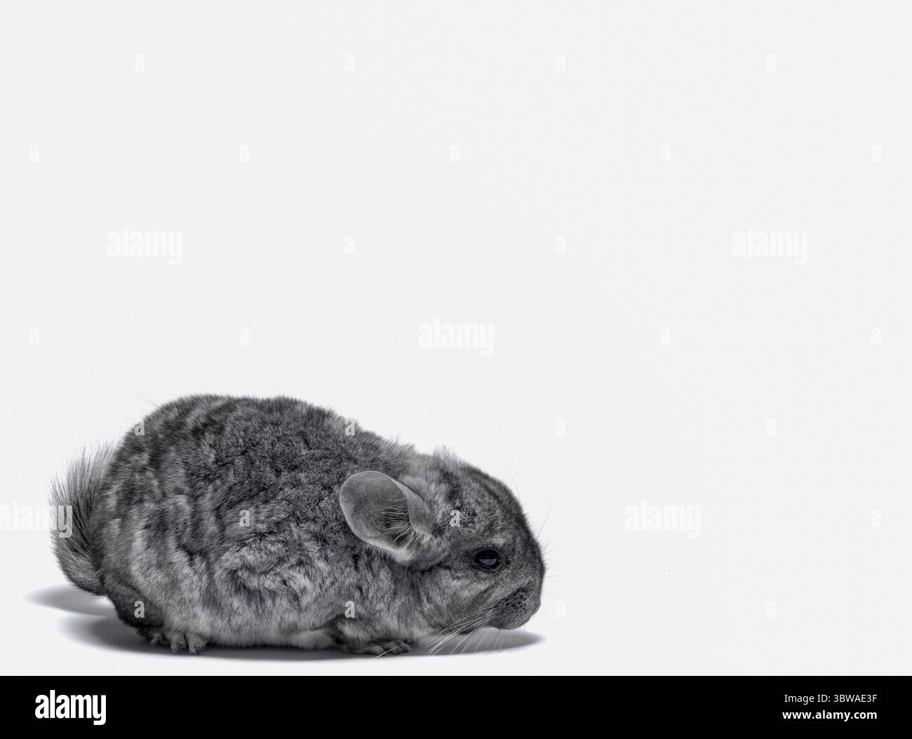 Chinchilla moelleux gris gros plan isolé sur fond blanc Banque D'Images