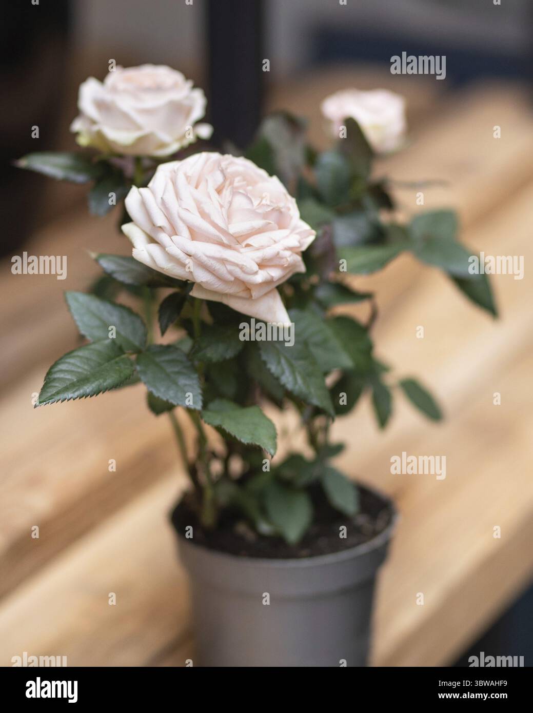 Belle fleur blanche plante Banque D'Images