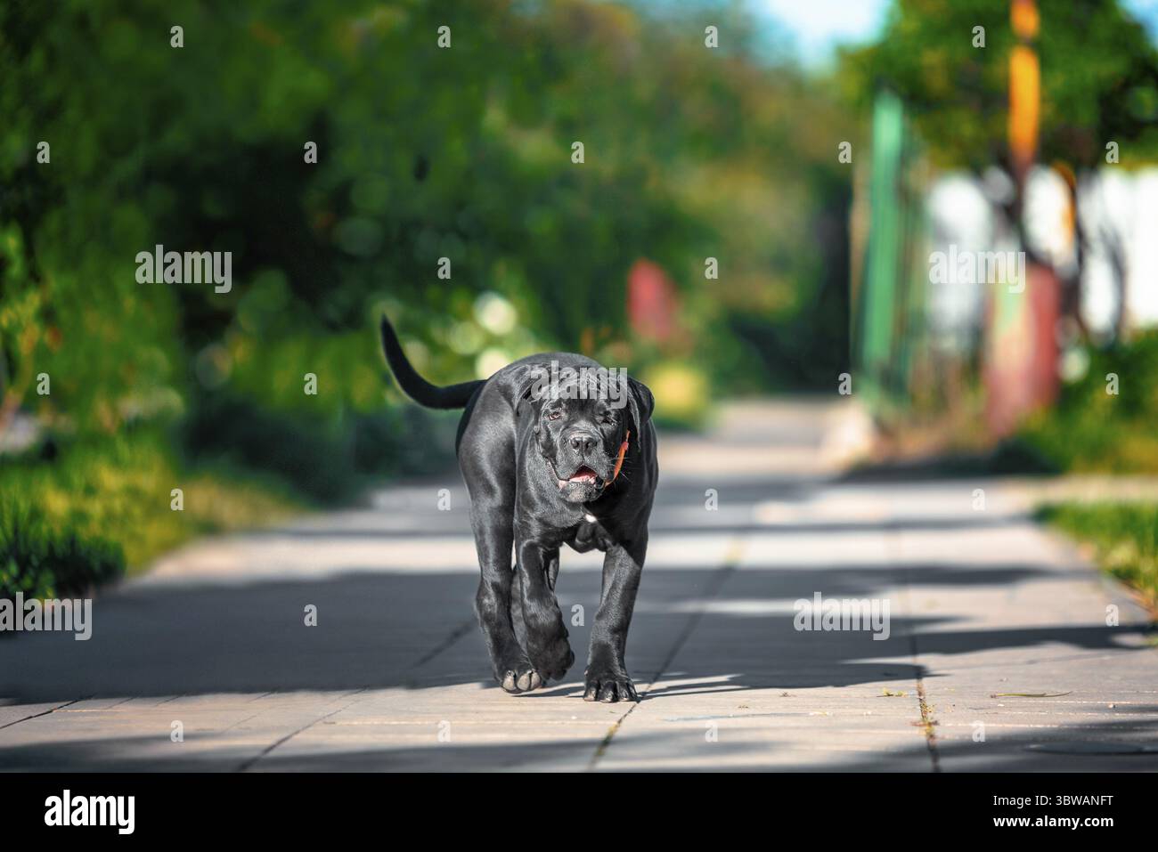 Chien Corso canne de race noire marche dans la rue seul sans laisse par une journée ensoleillée d'été Banque D'Images