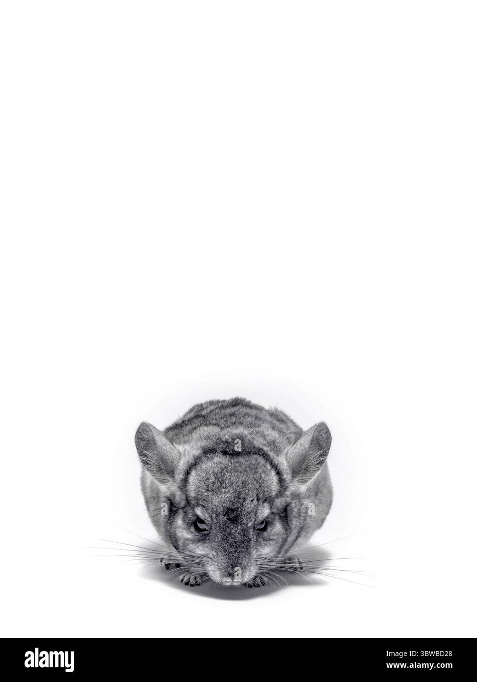 Chinchilla moelleux gris gros plan isolé sur fond blanc Banque D'Images