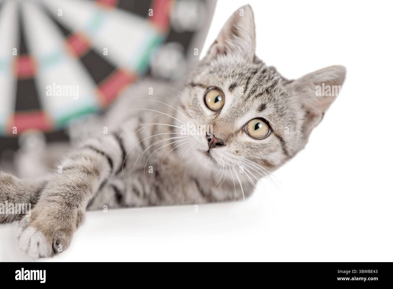 Chaton tabby croisé à côté du jeu de fléchettes Banque D'Images Chaton tabby croisé à côté du jeu de fléchettes Banque D'Images