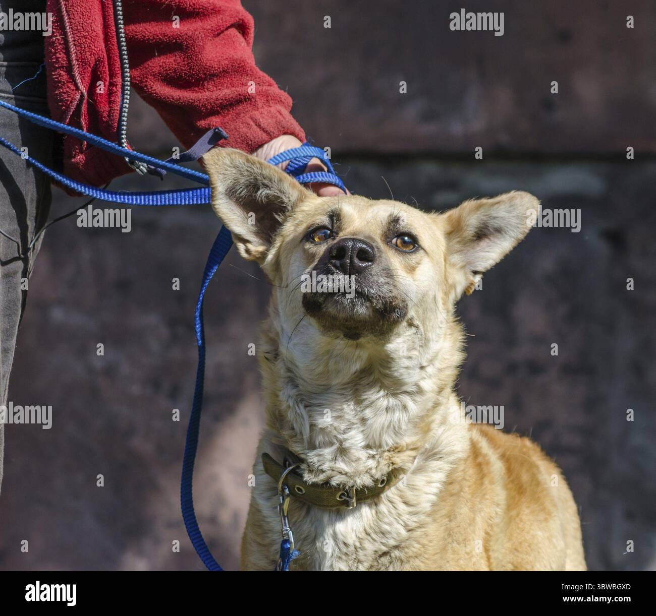 L'adoption a outrepassé le chien rouge en laisse bleue à côté d'une femme en veste rouge Banque D'Images