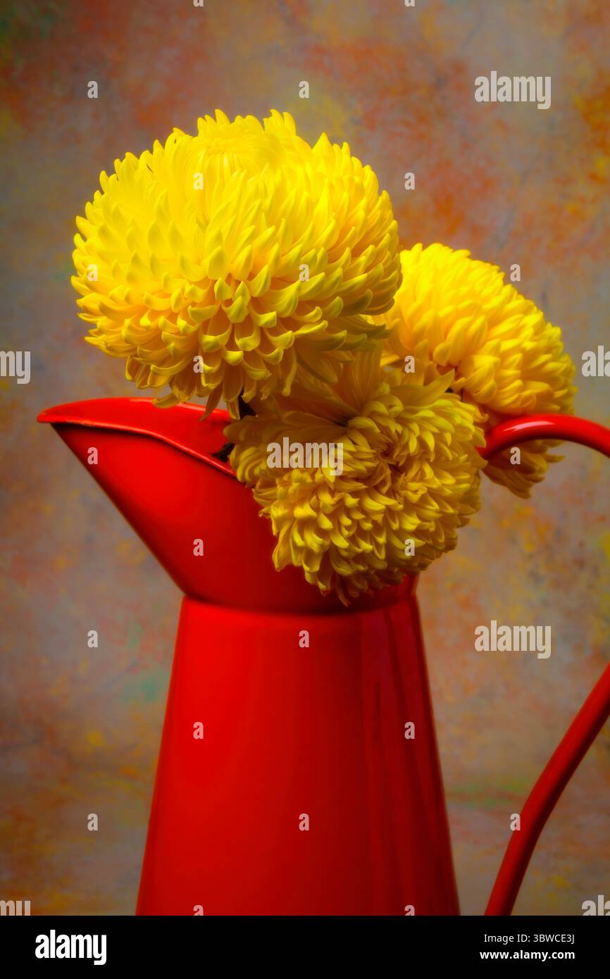 Trois mamans jaunes dans Orange Pitcher Still Life Banque D'Images