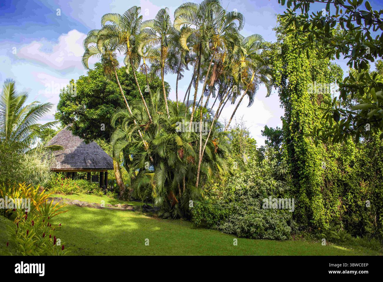 17 mars 2015, Polynésie française : palmiers à la route de ceinture, Tahiti Nui, Îles de la Société, Polynésie française, Pacifique Sud. (Crédit image : © Sergi Reboredo/ZUMA Wire) Banque D'Images