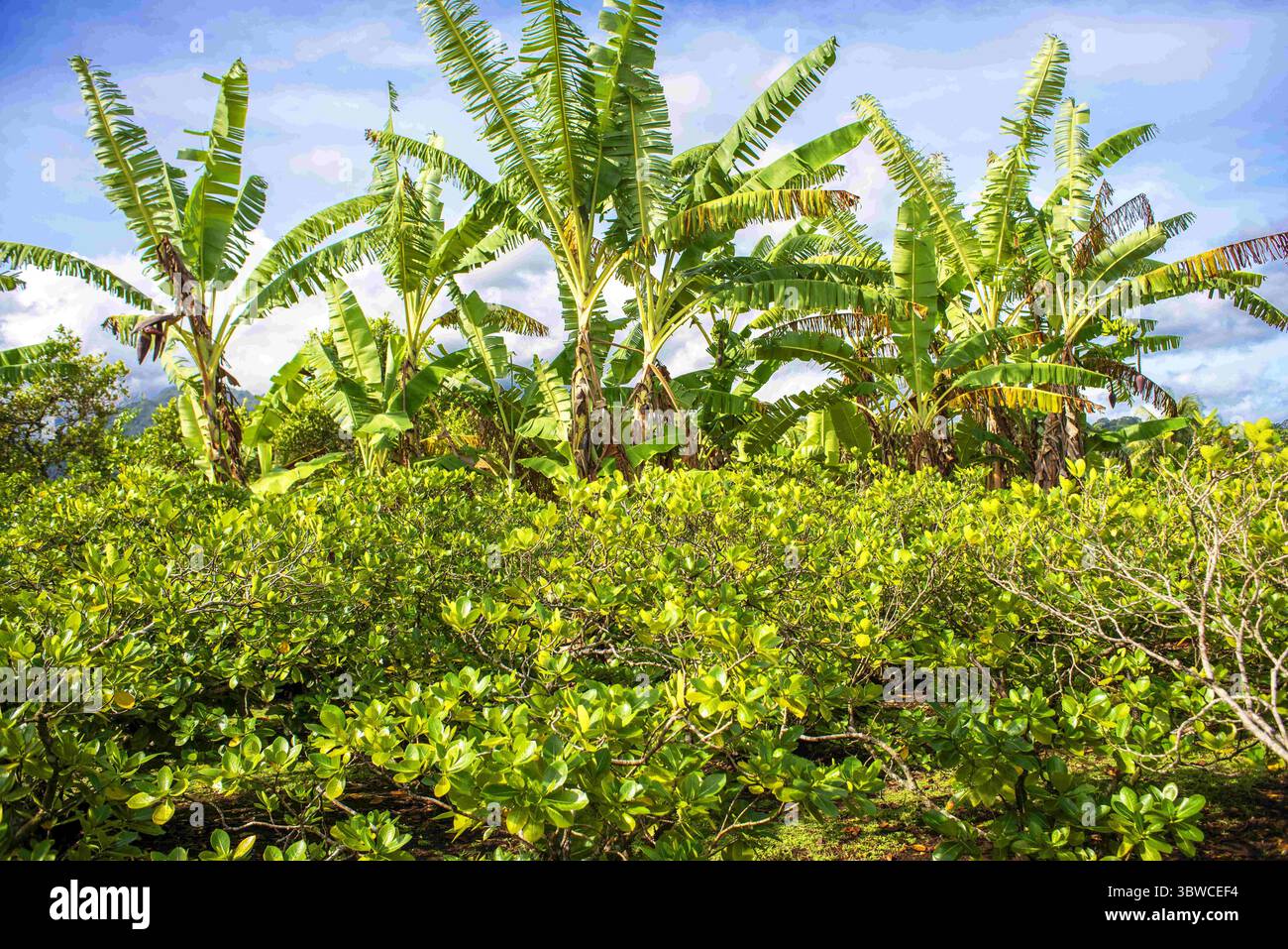 17 mars 2015, Polynésie française : palmiers à la route de ceinture, Tahiti Nui, Îles de la Société, Polynésie française, Pacifique Sud. (Crédit image : © Sergi Reboredo/ZUMA Wire) Banque D'Images
