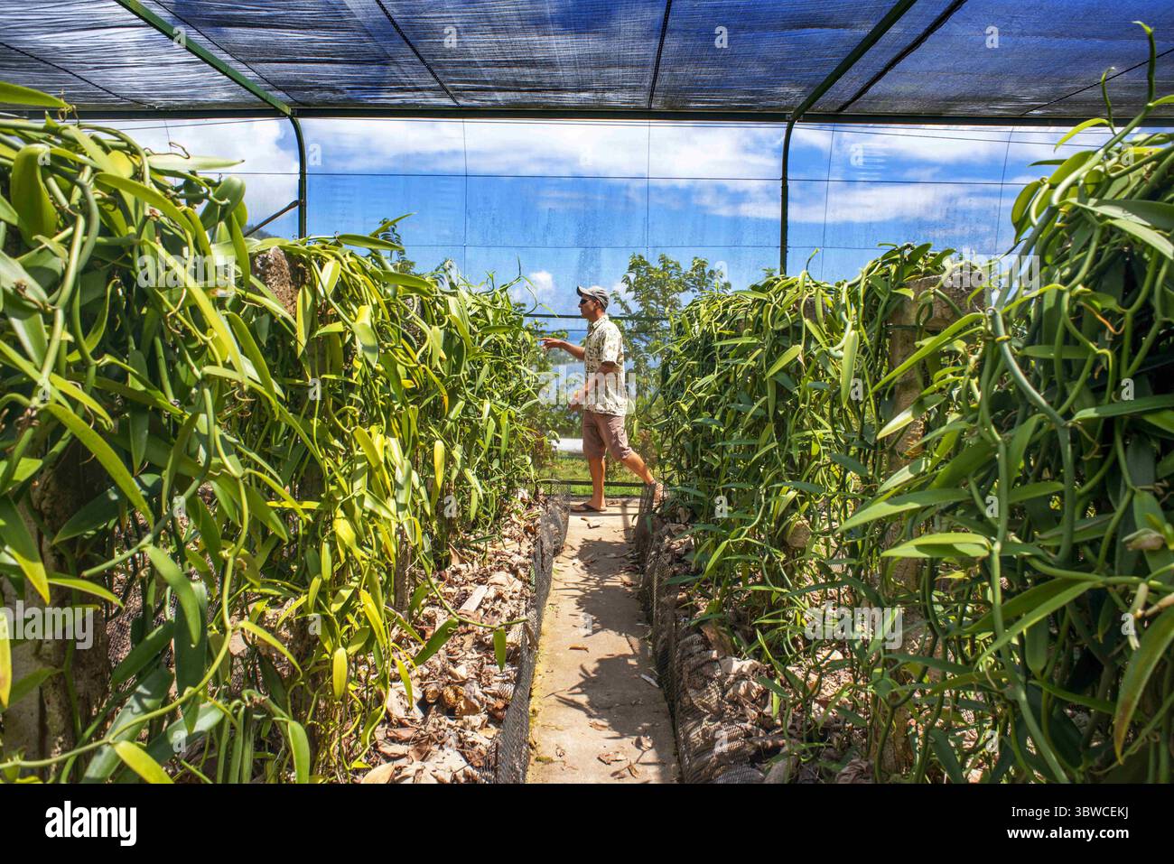 27 mars 2015, Polynésie française : Moorea, Polynésie française, Îles de la Société, Pacifique Sud. Sur une surface d'environ 280mÂ² avec des plantes de vanille cultivées sur des gardiens artificiels. Ce type de culture aide à le protéger des agressions du soleil, des oiseaux et de toutes sortes de parasites (crédit image : © Sergi Reboredo/ZUMA Wire) Banque D'Images