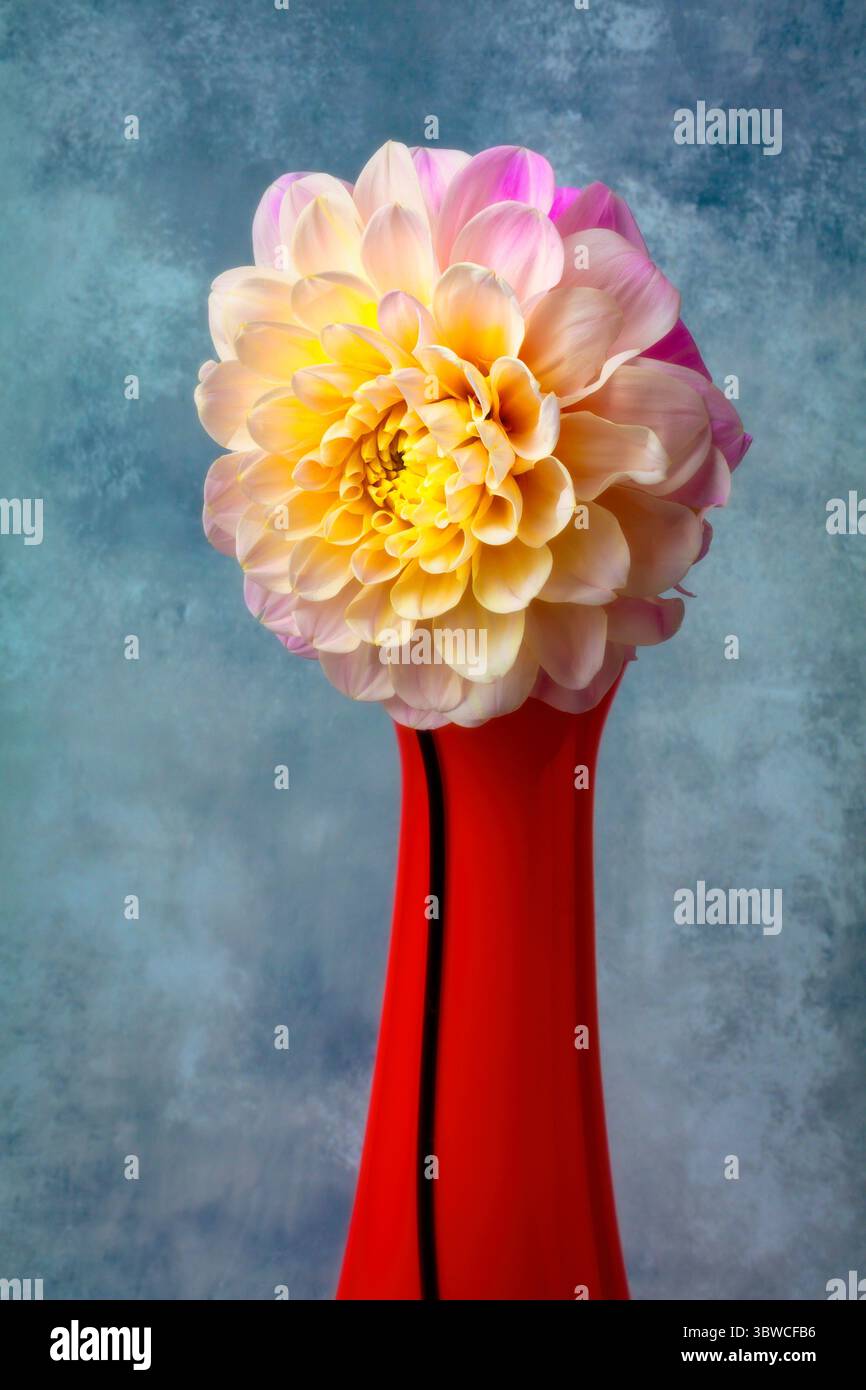 Dahlia blanc rose dans le grand vase rouge Stil Life Banque D'Images