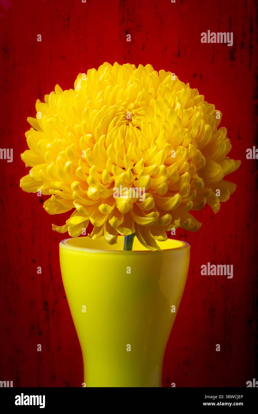 Maman jaune dans un vase jaune contre Rec Wooden Wall Still Life Banque D'Images