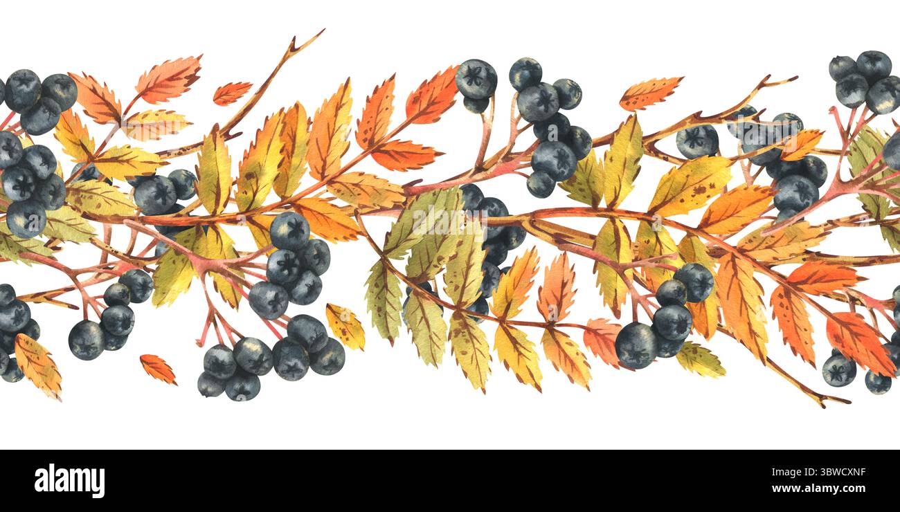 Illustration à l'aquarelle dessinée à la main d'un motif d'automne sans couture avec des baies noires de rowan, du feuillage orange et des brindilles. Idéal pour les cartes de vœux et le papier Banque D'Images