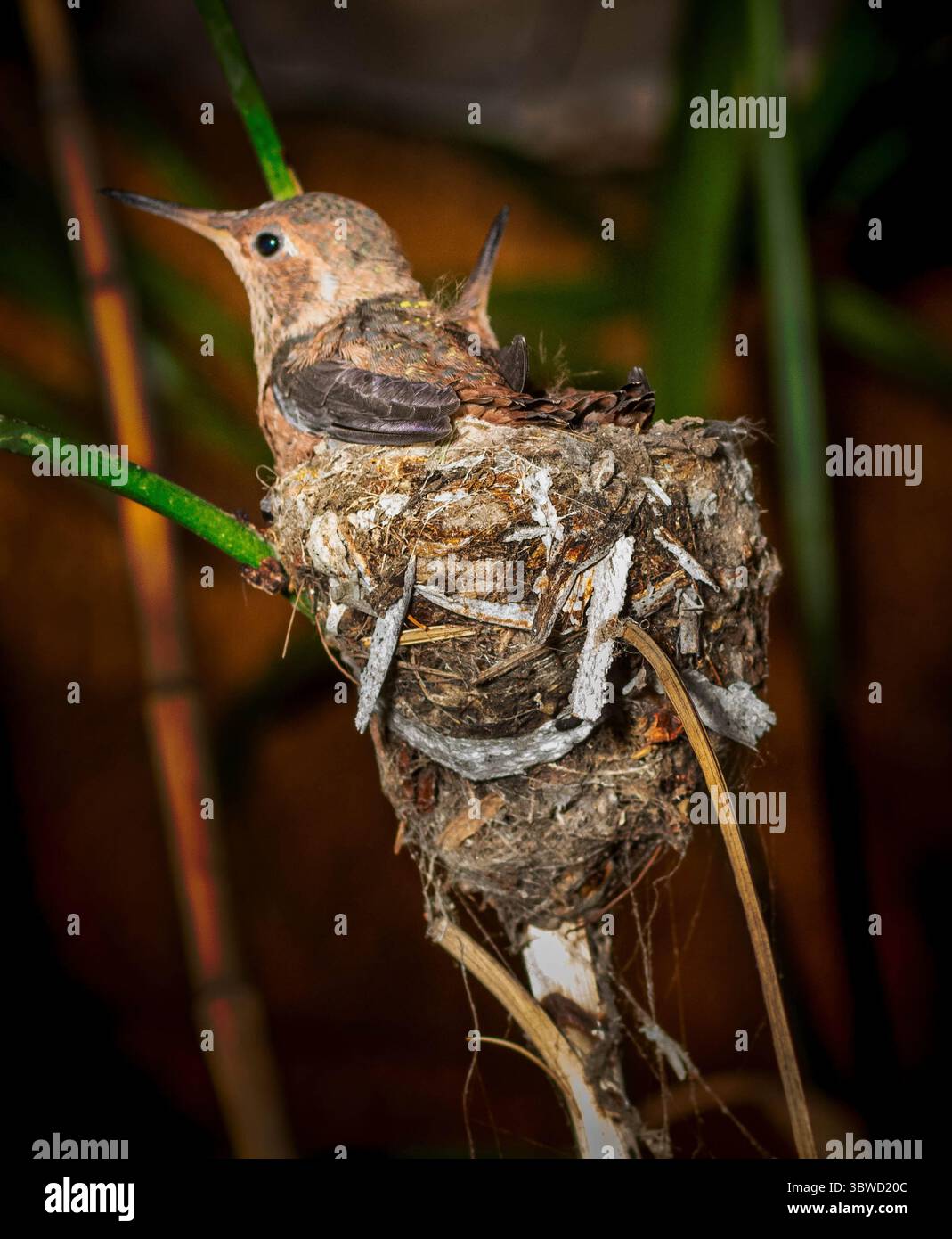 Colibri dans Nest Banque D'Images