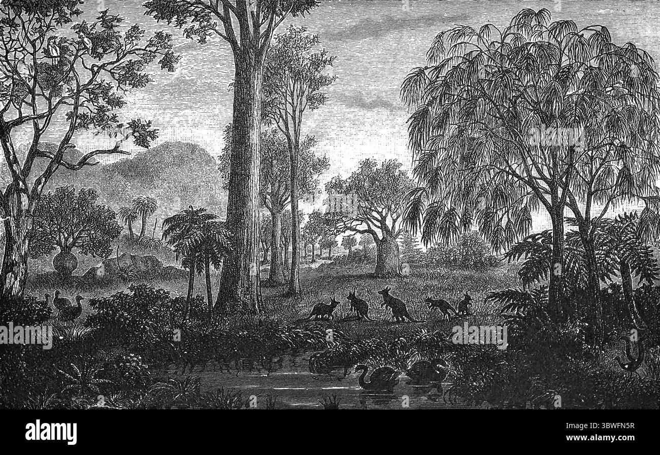 Paysage australien avec différents types d'arbres, cygne sur le lac, Australie, illustration historique 1896 Banque D'Images Paysage australien avec différents types d'arbres, cygne sur le lac, Australie, illustration historique 1896 Banque D'Images